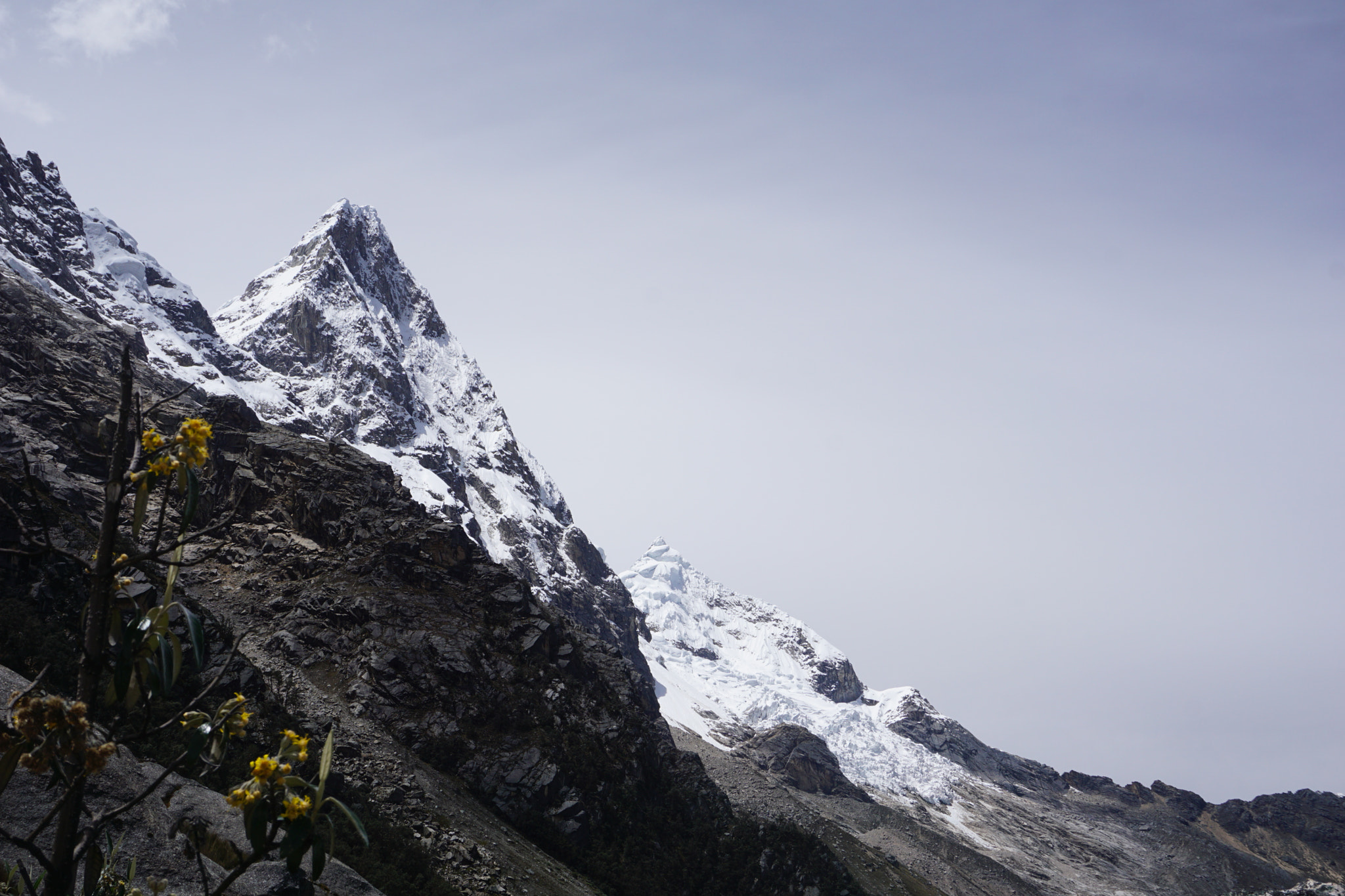 Sony a6000 + Sony E 18-50mm F4-5.6 sample photo. Flower of the mountains photography