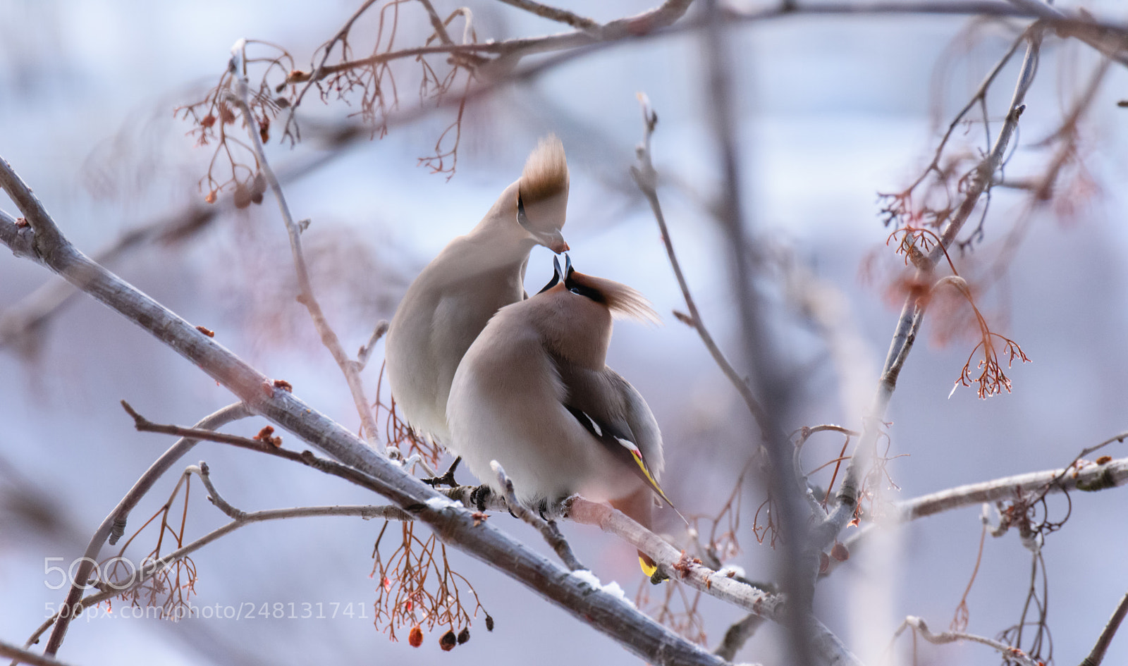 Nikon D810 sample photo. Waxwing photography