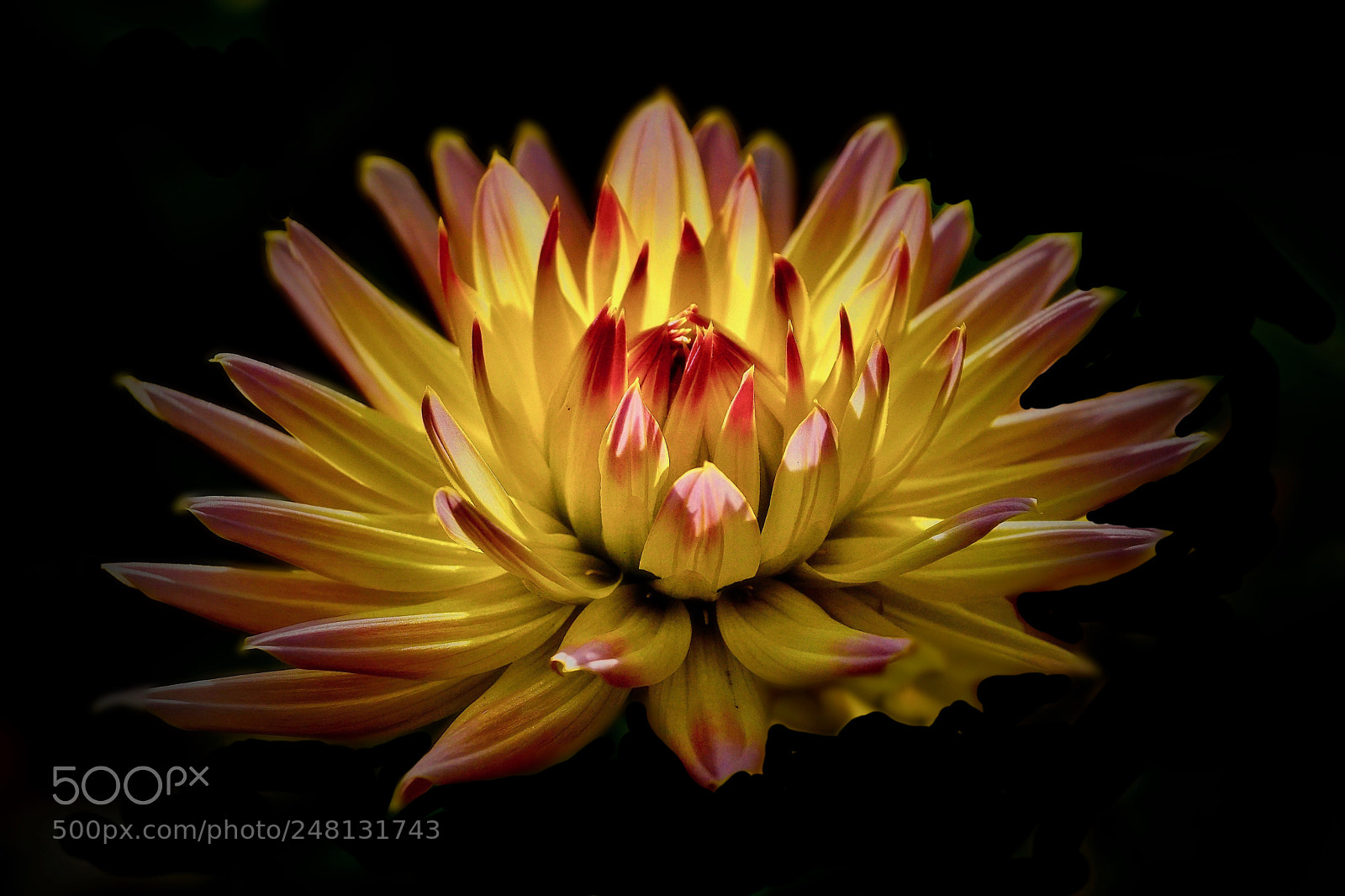 Sony ILCA-77M2 sample photo. Dahlia photography