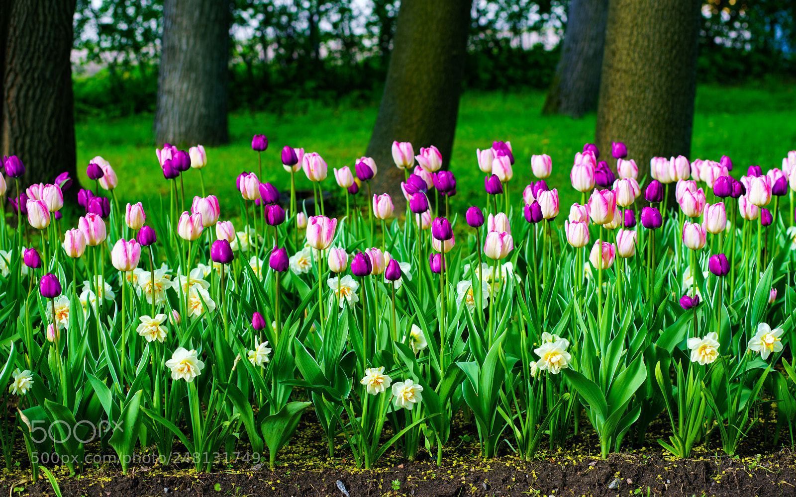 Sony a7R II sample photo. Tulips. photography