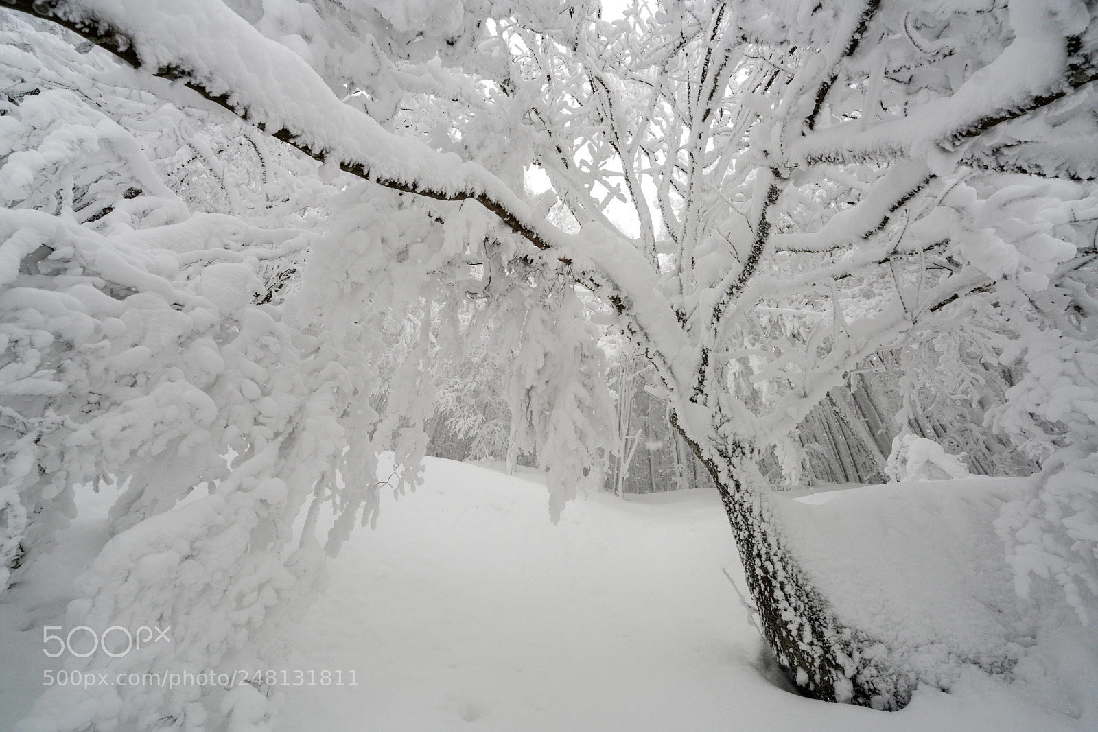 Sony a7R II sample photo. Iced hug photography