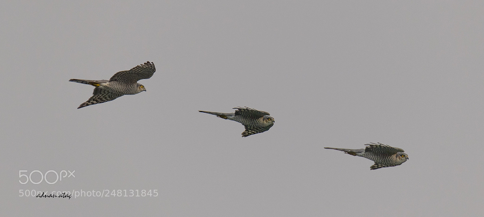 Nikon D5 sample photo. Atmaca - eurasian sparrowhawk photography