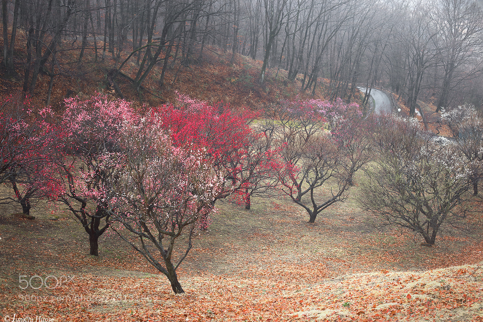 Canon EOS 5DS sample photo. In the early spring photography