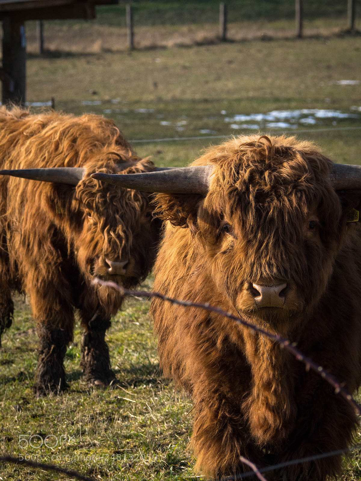 Olympus OM-D E-M10 II sample photo. Highland cattle in bavaria. photography