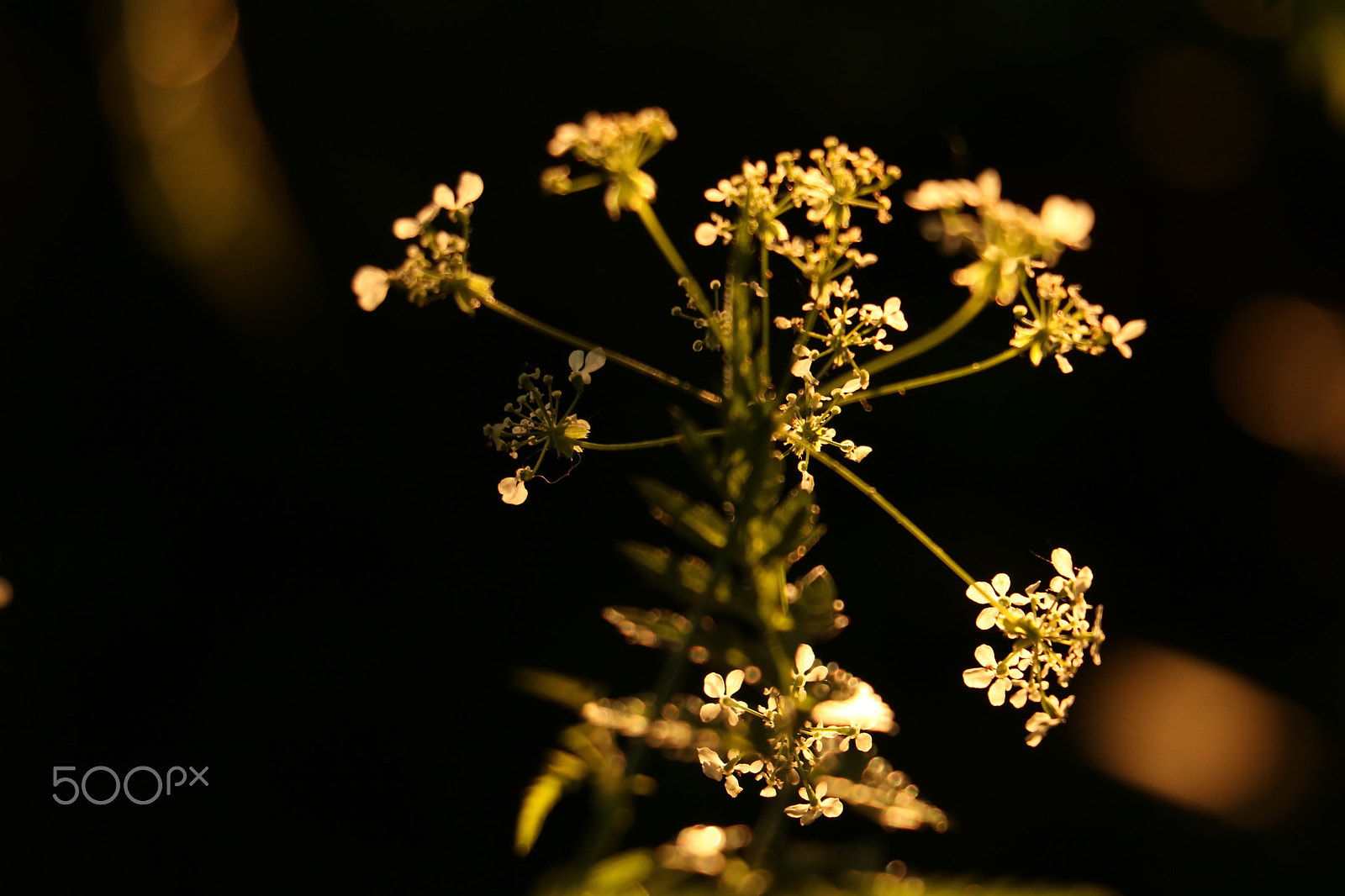 Canon EOS 760D (EOS Rebel T6s / EOS 8000D) sample photo. Goldbug photography
