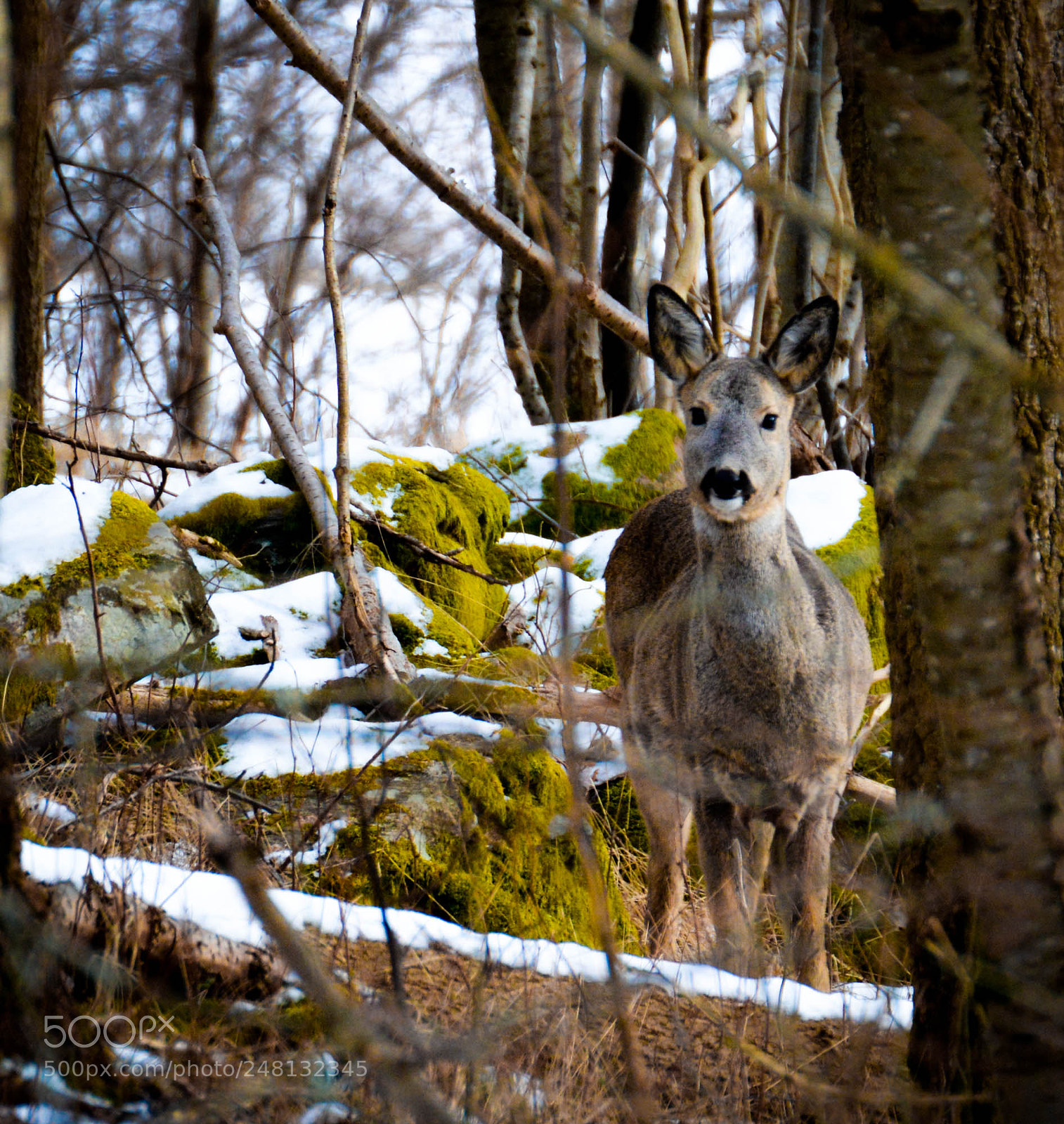 Nikon D5200 sample photo. Roe deer. photography