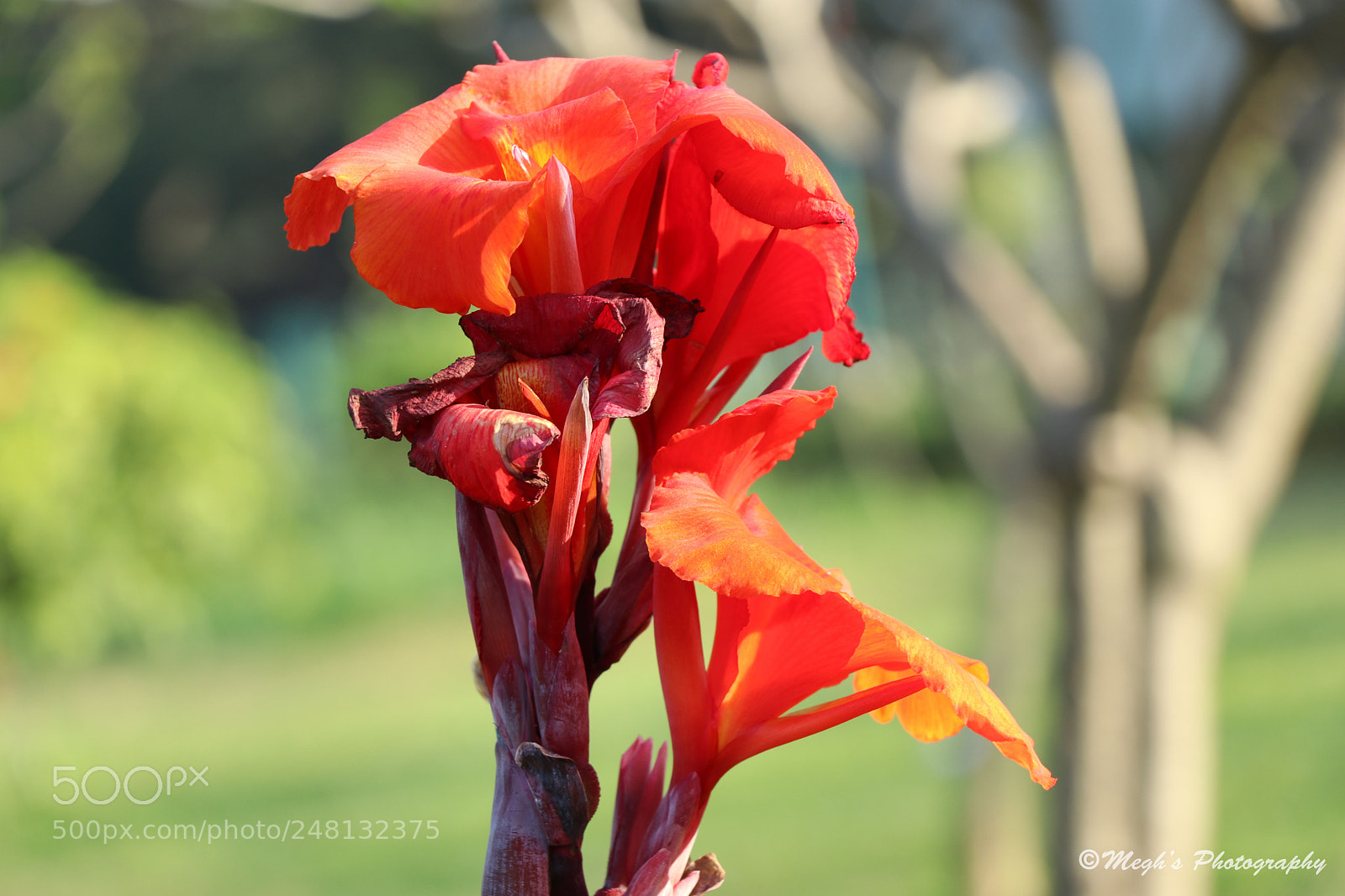 Canon EOS 80D sample photo. Untitled photography