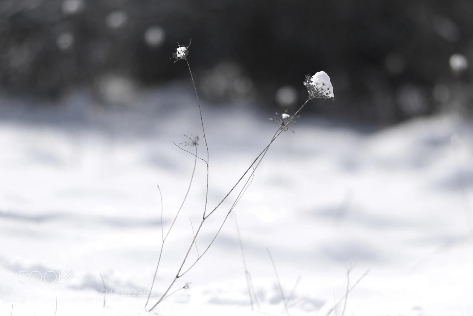Nikon D5300 sample photo. Snow-cap photography