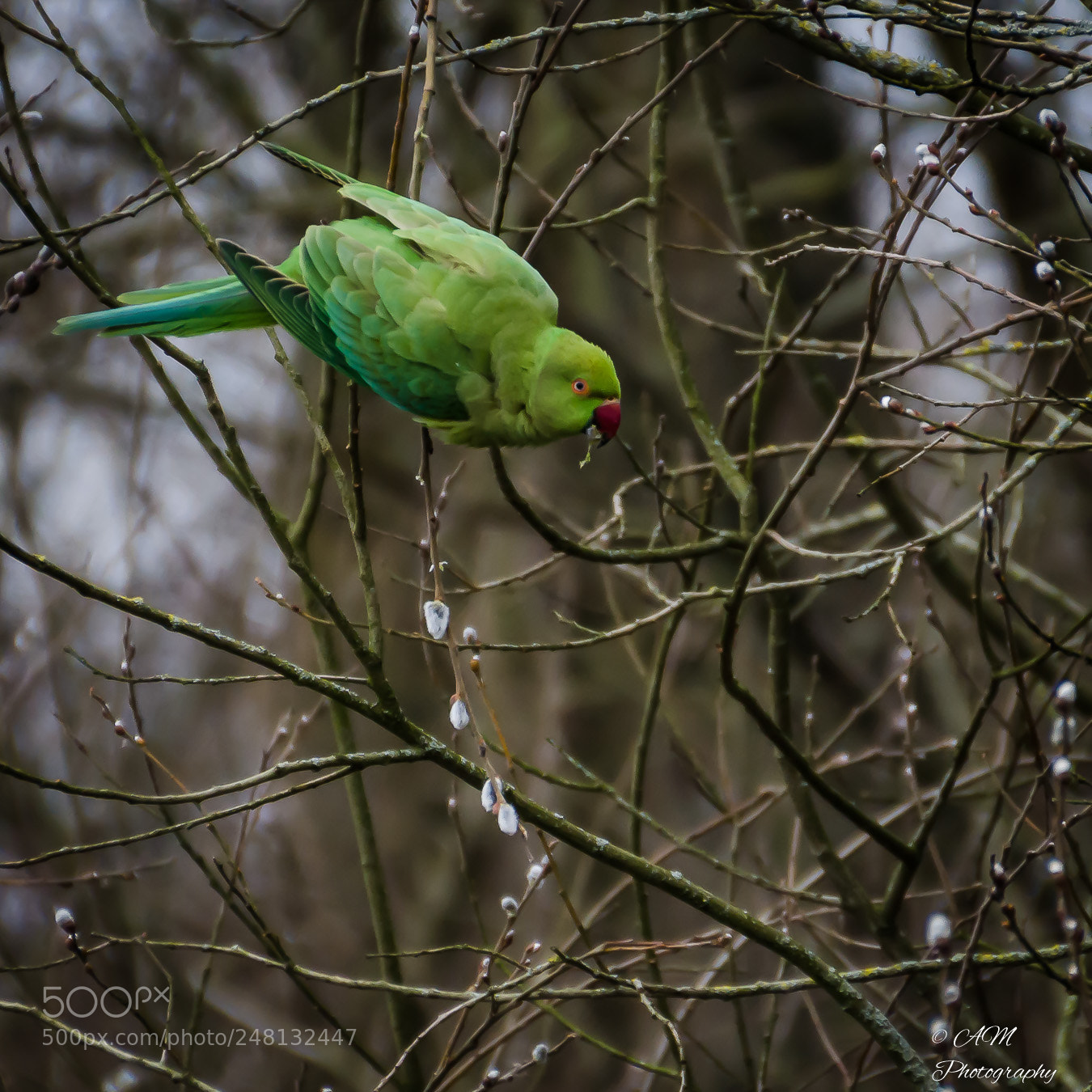 Nikon D5100 sample photo. Halsbandsittich photography
