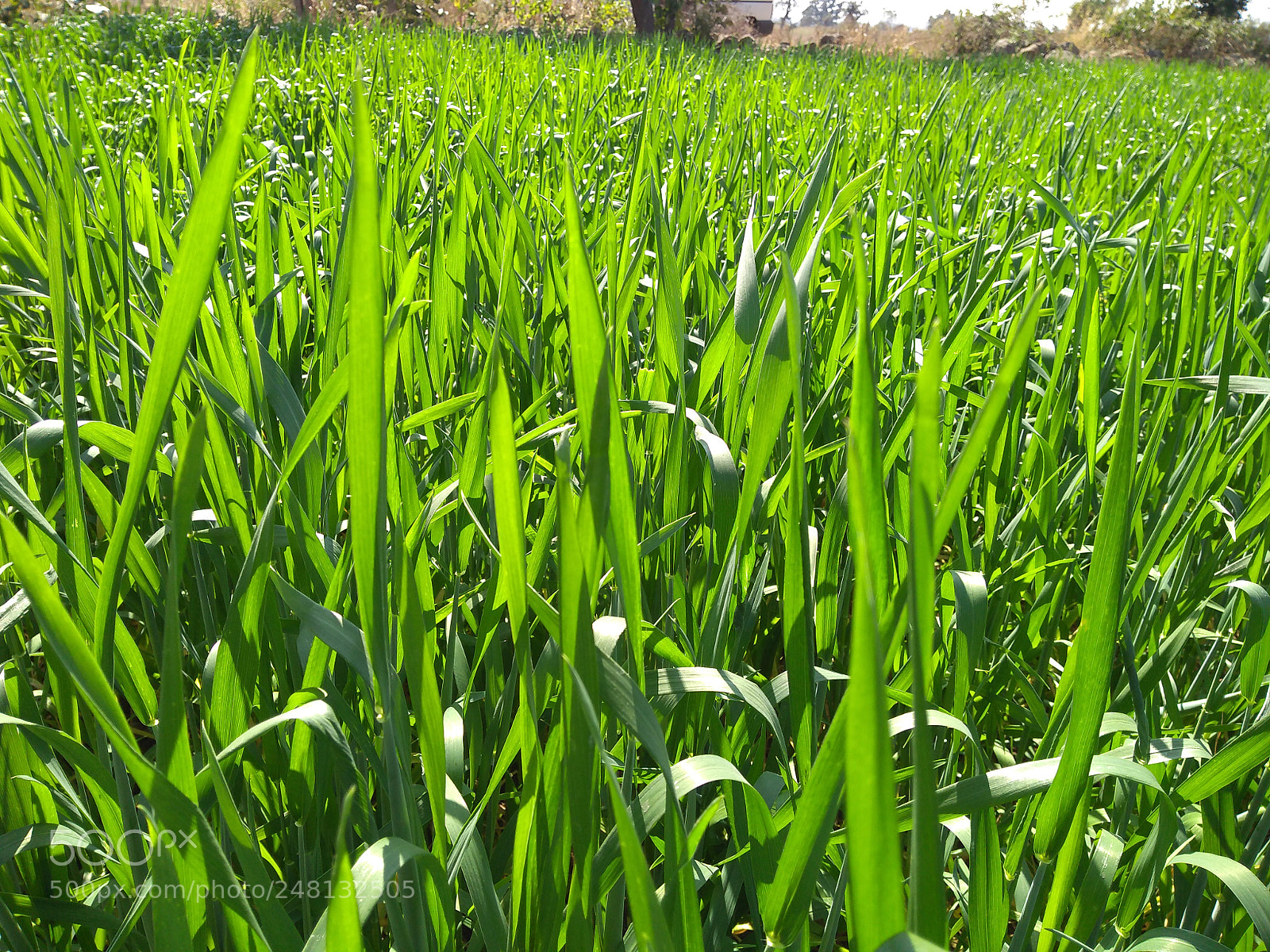 Motorola Moto G (5S) Plus sample photo. Green colour scheme photography
