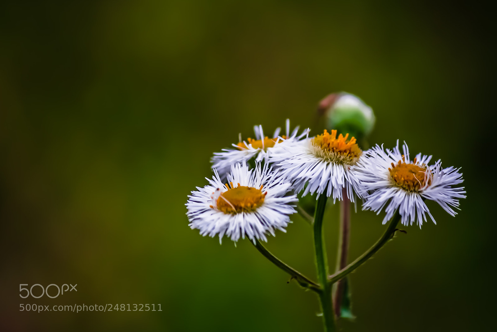 Canon EOS 60D sample photo. Wild flower photography