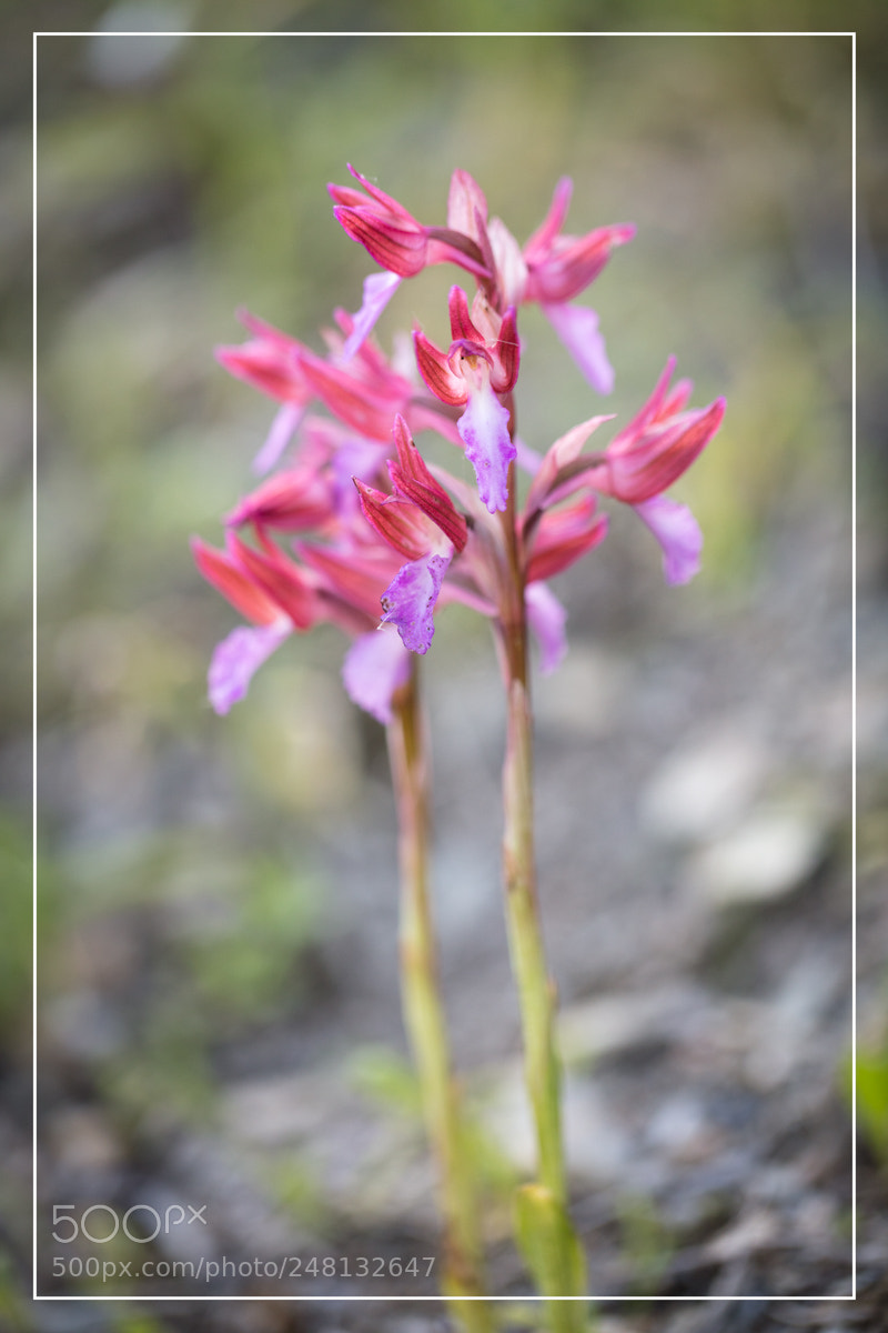 Canon EOS 5DS R sample photo. Orchid e sardaigne anacamptis photography