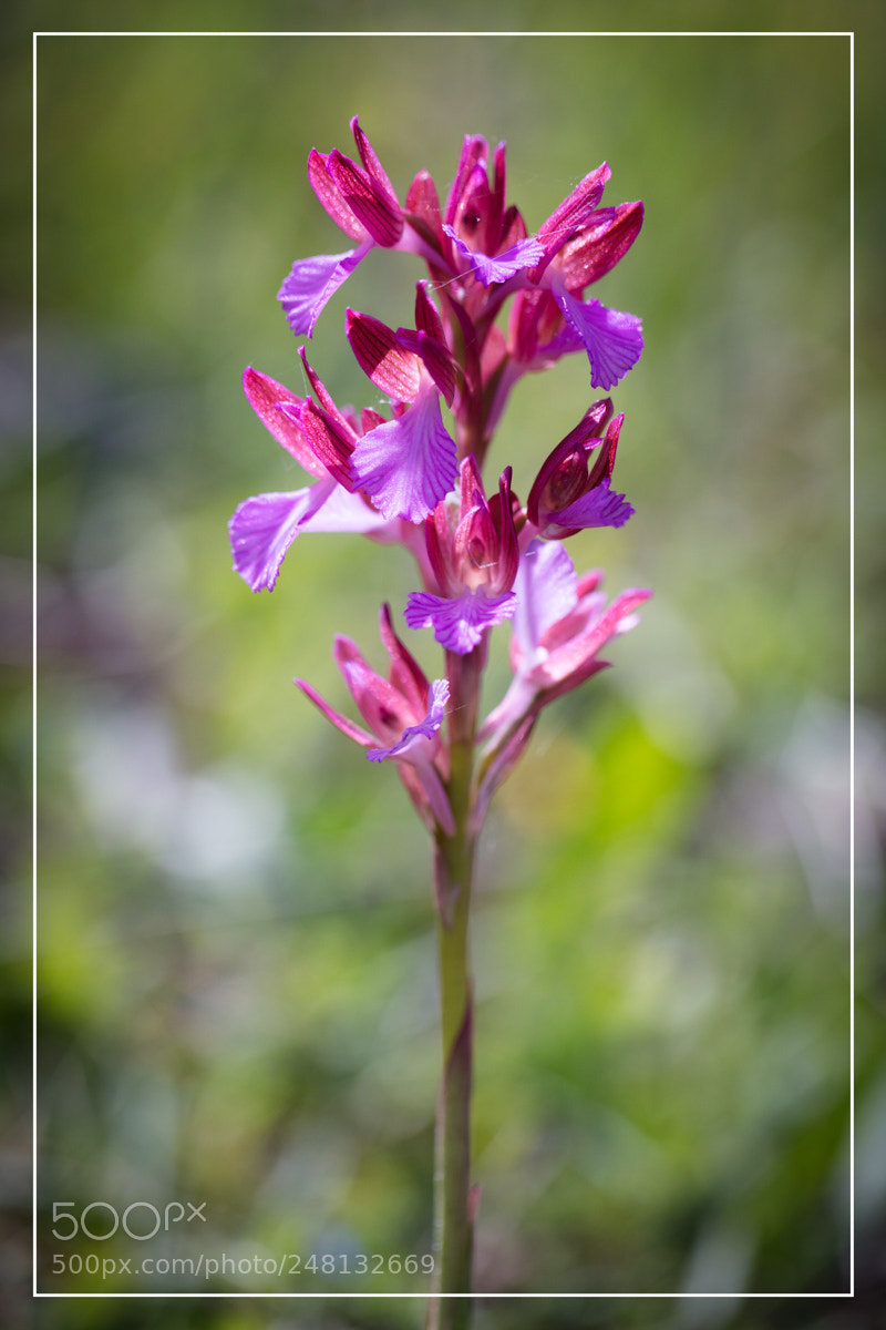 Canon EOS 5DS R sample photo. Orchid e sardaigne anacamptis photography
