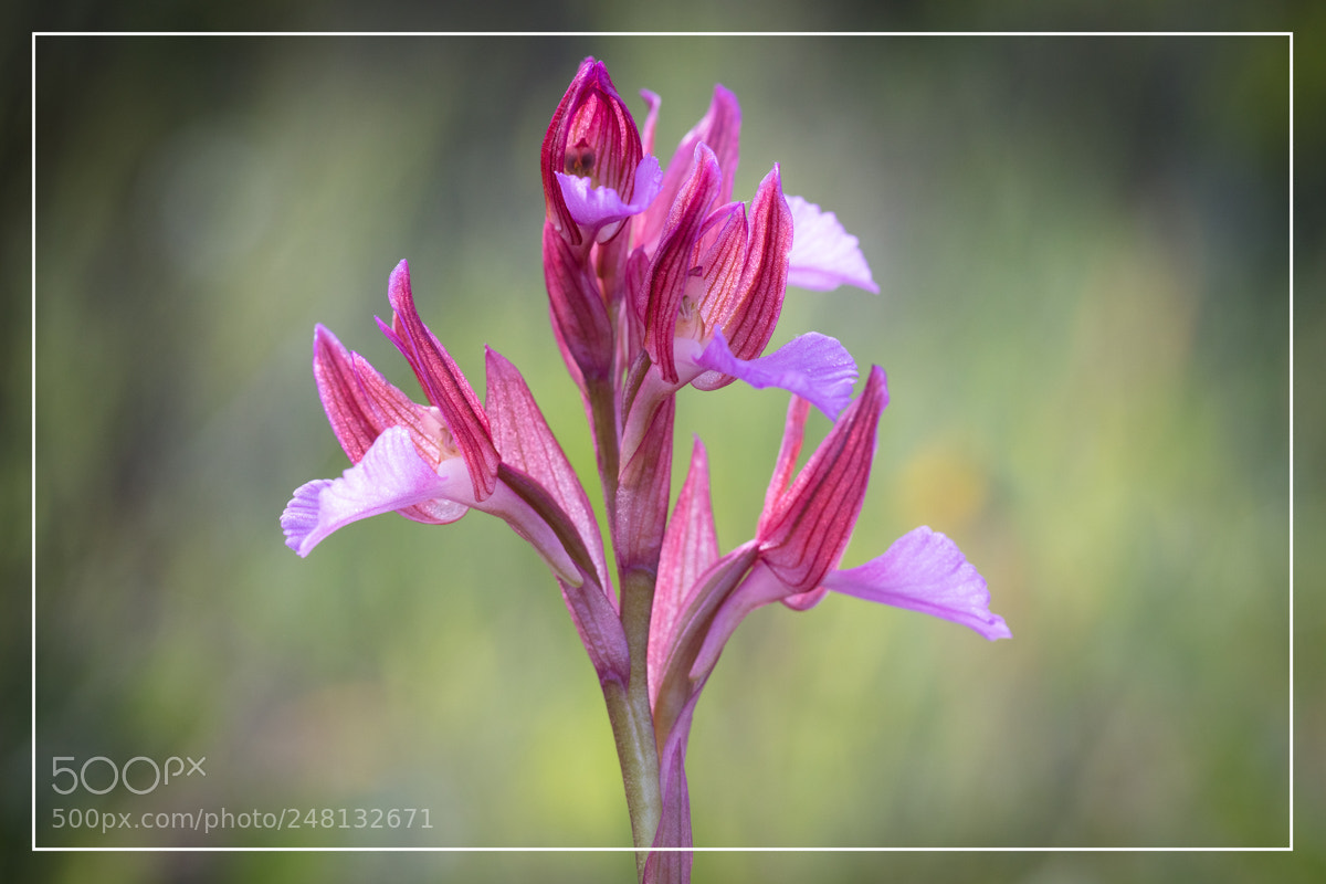 Canon EOS 5DS R sample photo. Orchid e sardaigne anacamptis photography