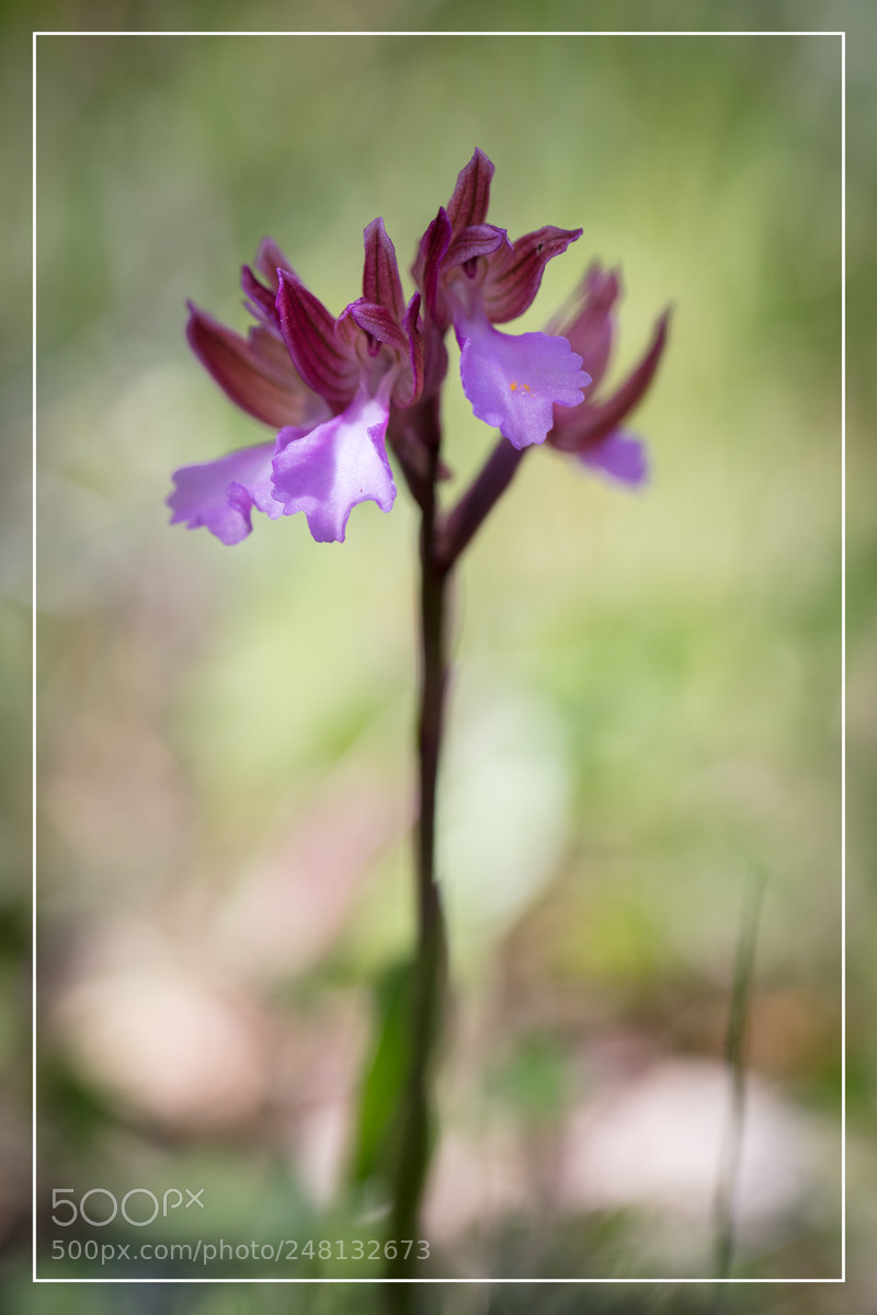 Canon EOS 5DS R sample photo. Orchid e sardaigne anacamptis photography