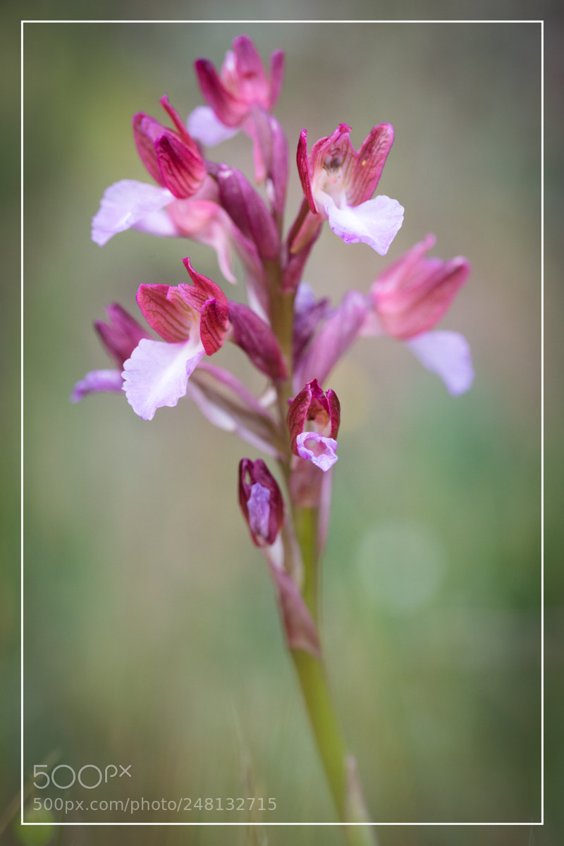 Canon EOS 5DS R sample photo. Orchid e sardaigne anacamptis photography