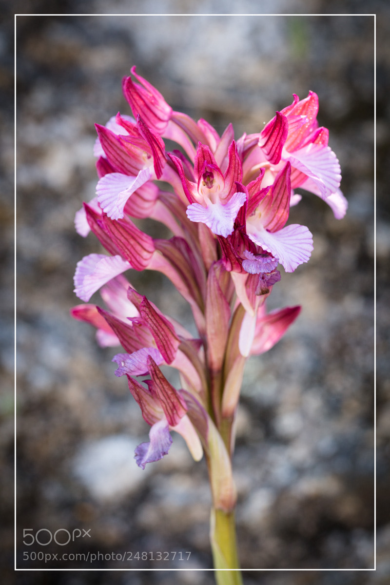 Canon EOS 5DS R sample photo. Orchid e sardaigne anacamptis photography