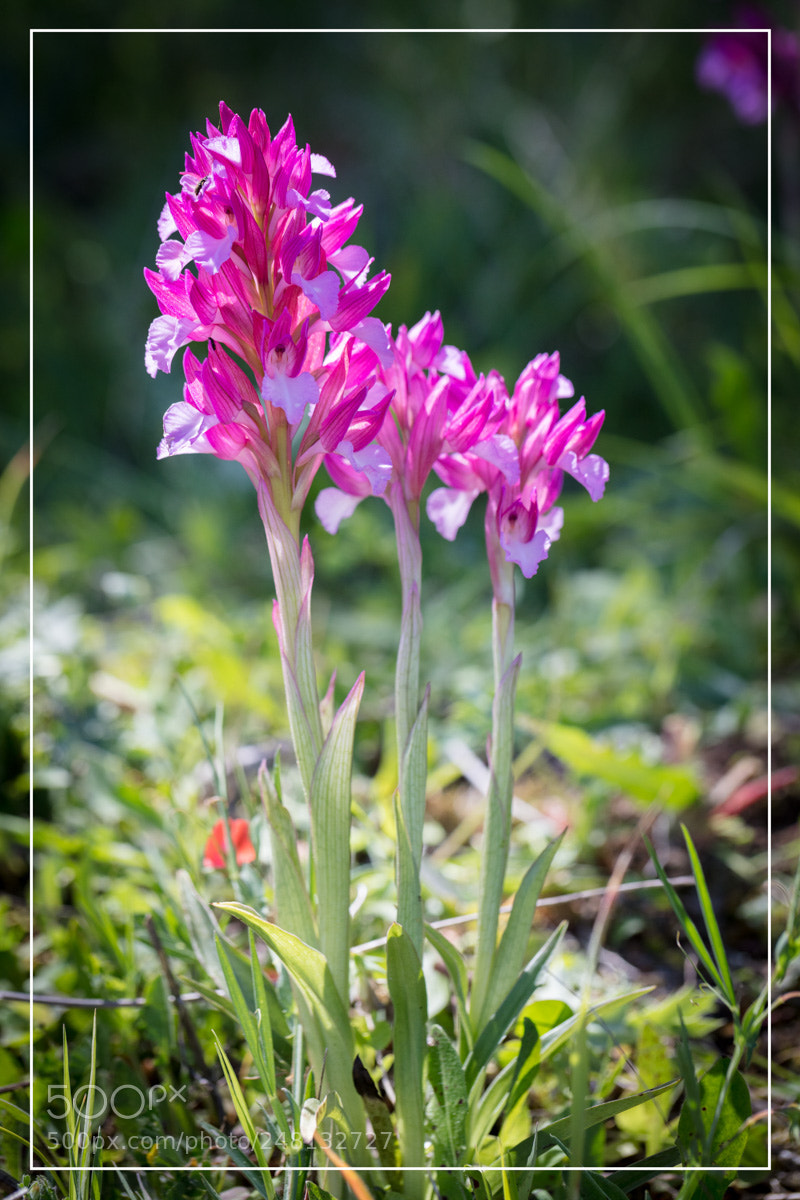 Canon EOS 5DS R sample photo. Orchid e sardaigne anacamptis photography