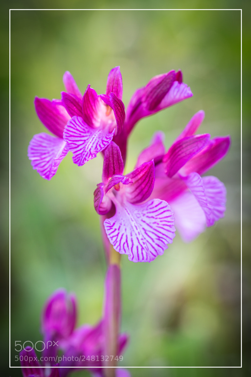 Canon EOS 5DS R sample photo. Orchid e sardaigne anacamptis photography