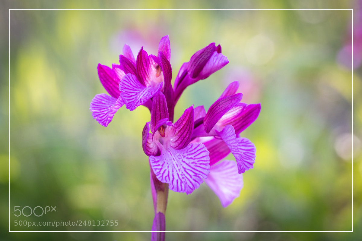 Canon EOS 5DS R sample photo. Orchid e sardaigne anacamptis photography