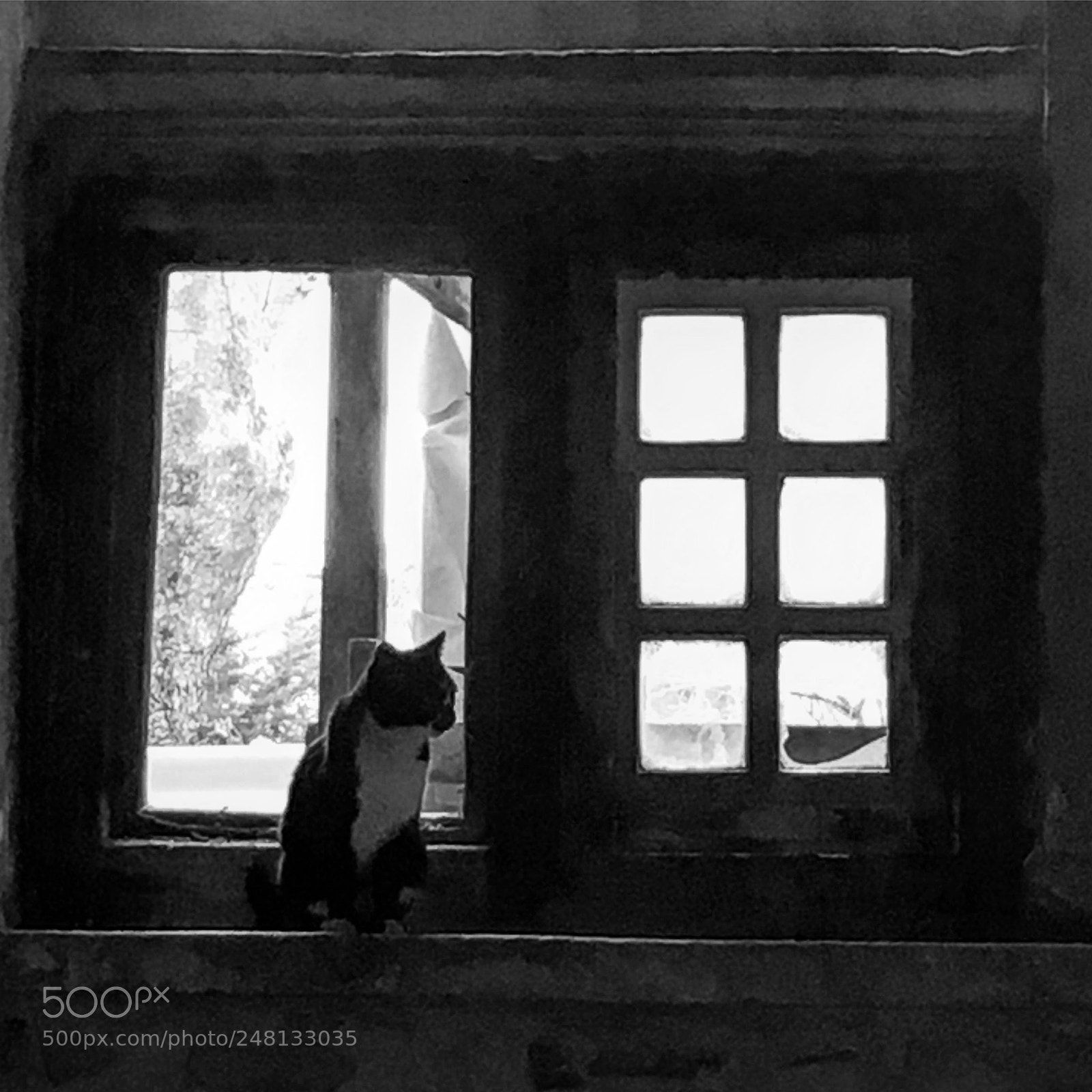 Apple iPhone 6s sample photo. Cat photography