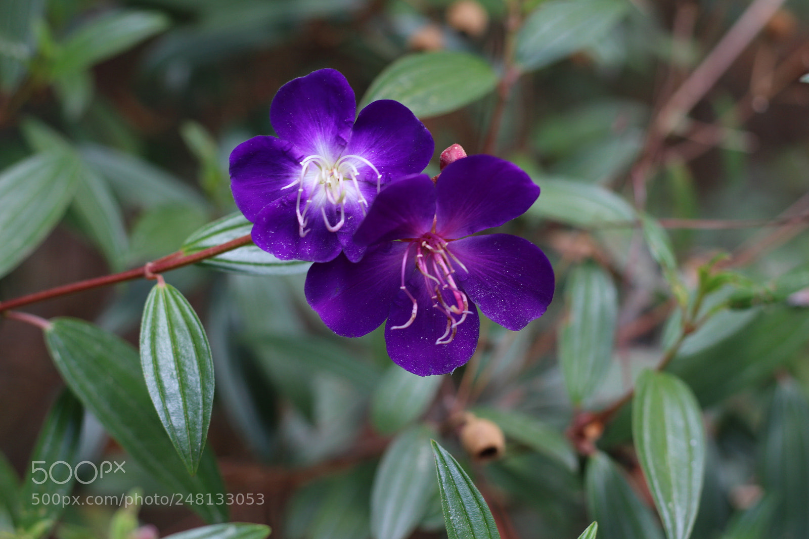 Canon EOS 700D (EOS Rebel T5i / EOS Kiss X7i) + Canon EF 50mm F1.8 STM sample photo. Img photography