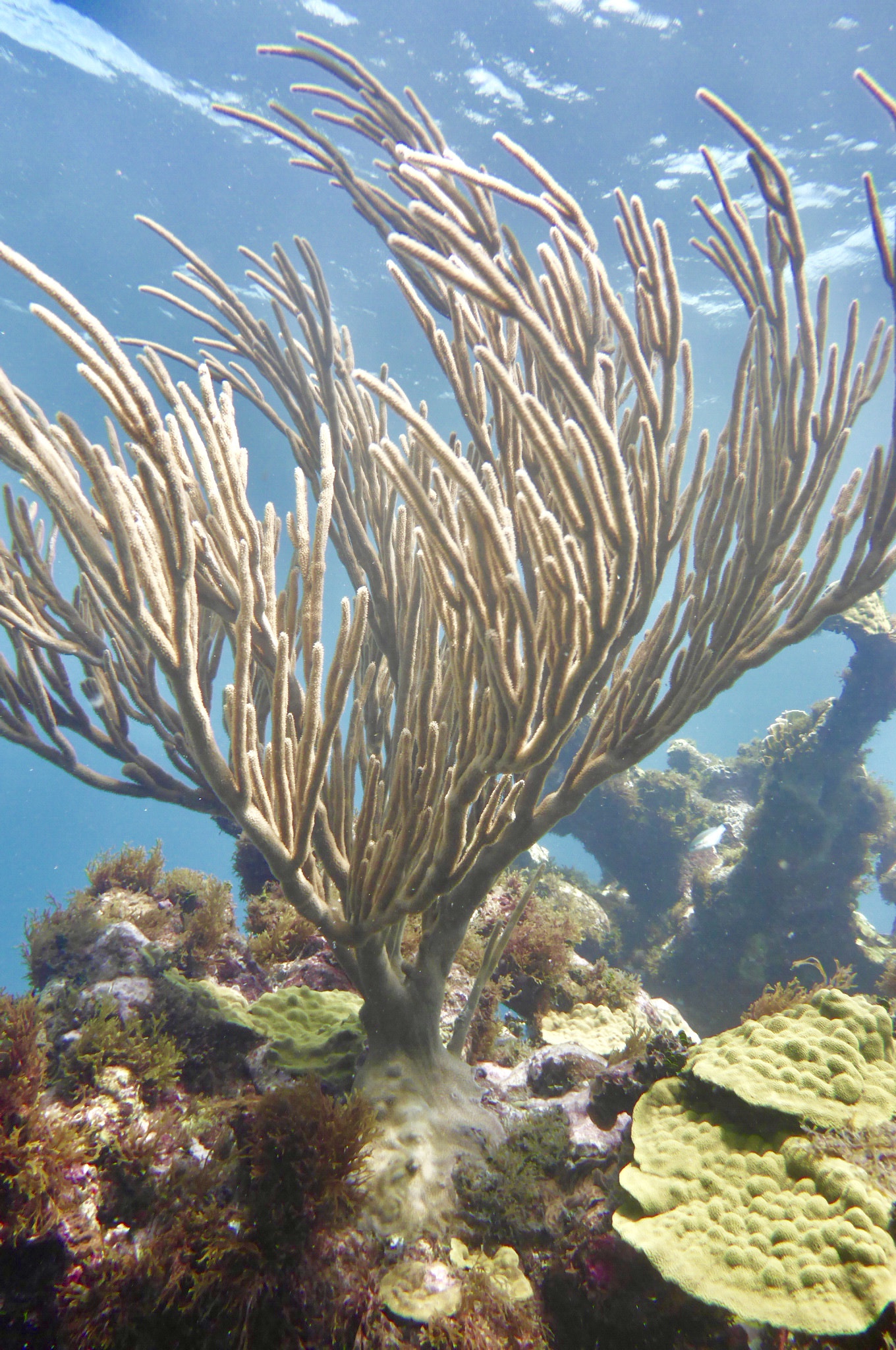 Panasonic Lumix DMC-TS5 (Lumix DMC-FT5) sample photo. Big corn island, nicaragua photography