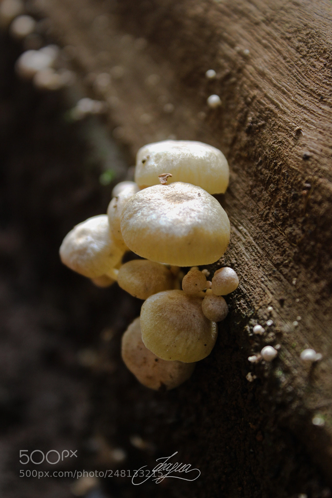 Canon EOS 100D (EOS Rebel SL1 / EOS Kiss X7) sample photo. Mushrooms photography