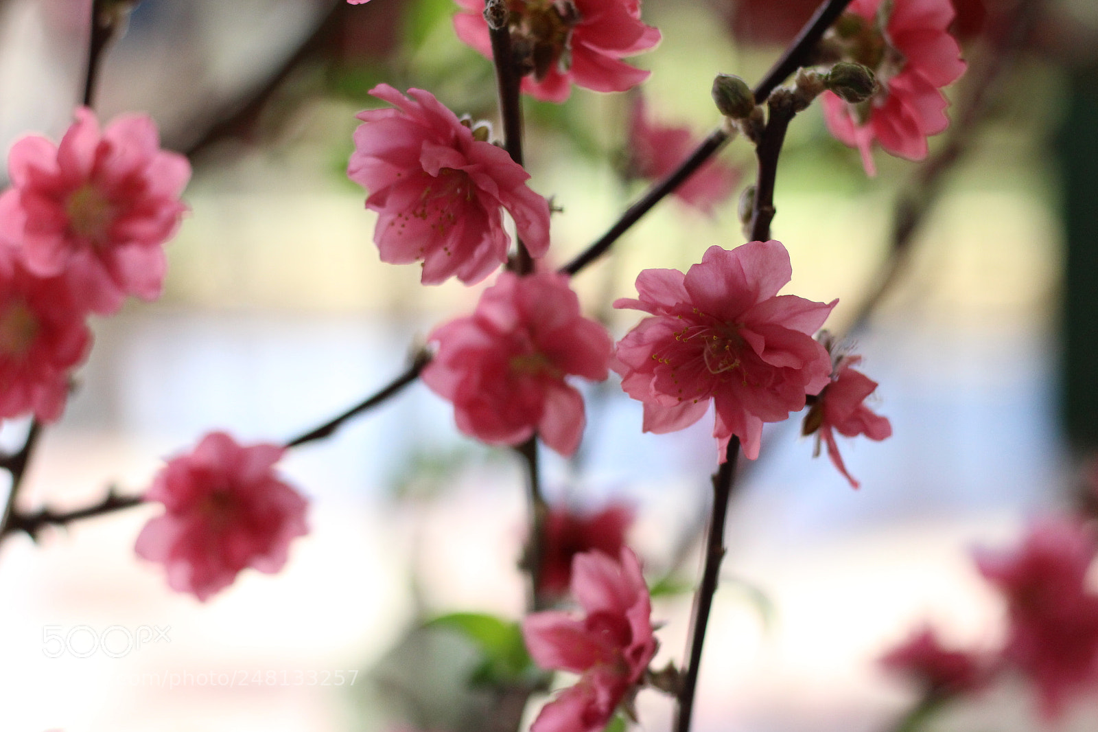 Canon EOS 700D (EOS Rebel T5i / EOS Kiss X7i) + Canon EF 50mm F1.8 STM sample photo. Img photography