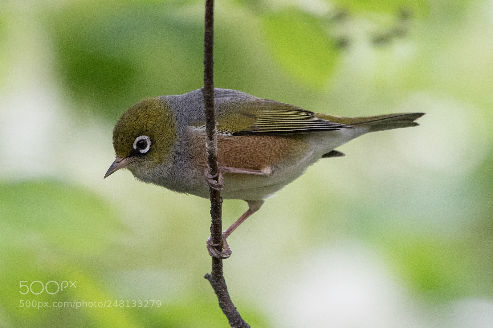 Nikon D500 sample photo. Waxeye / silvereye / tauhou photography