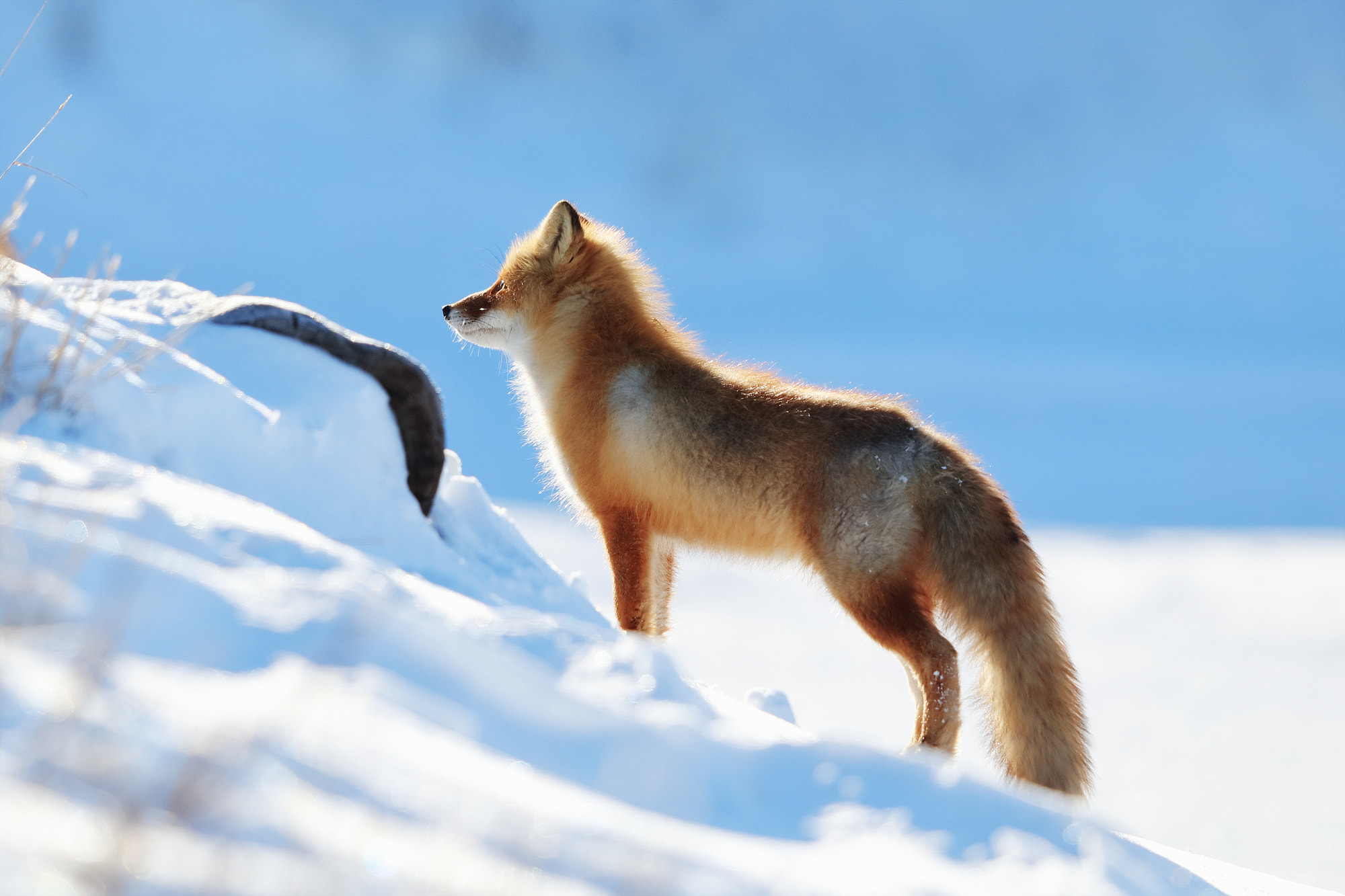 Canon EF 400mm F2.8L IS II USM sample photo. Fox photography