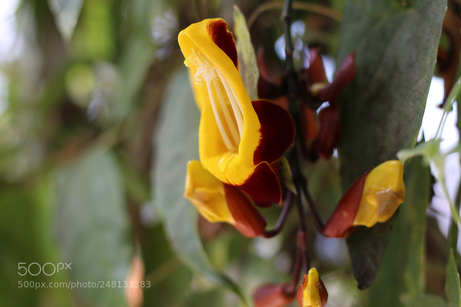Canon EOS 700D (EOS Rebel T5i / EOS Kiss X7i) + Canon EF 50mm F1.8 STM sample photo. Img photography