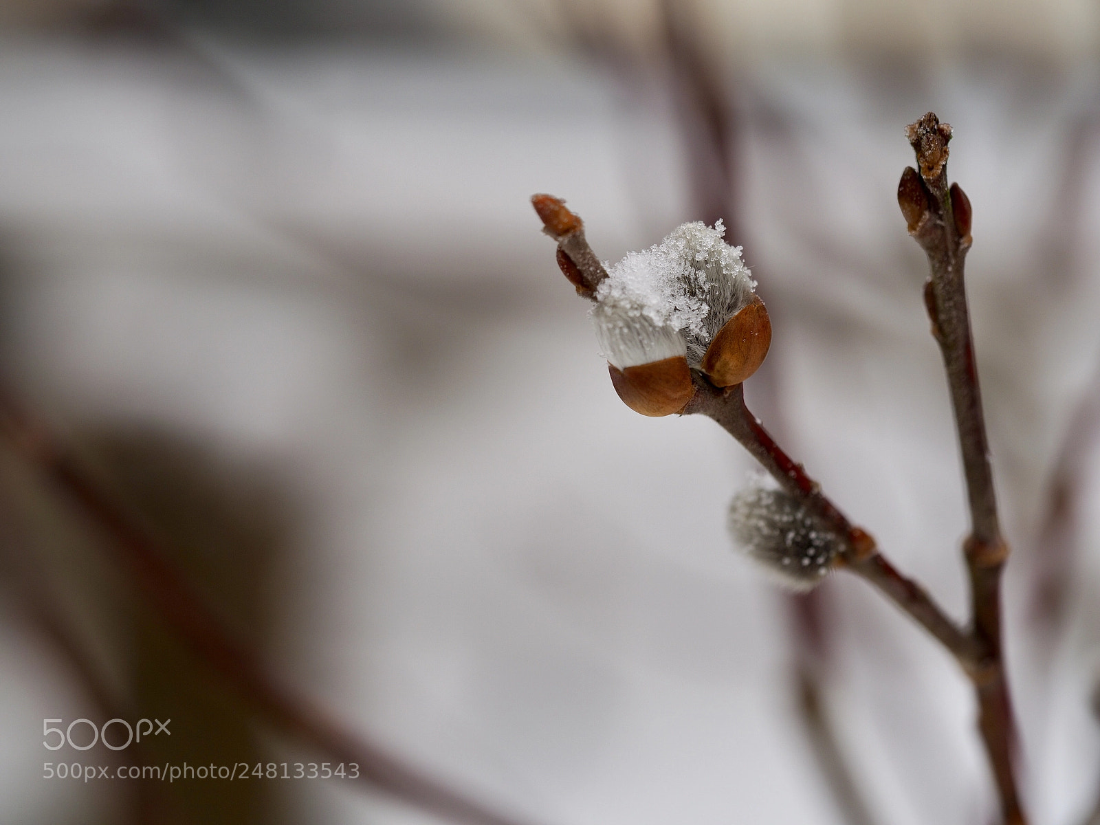 Olympus OM-D E-M10 II sample photo. Snowflakes on salix cinerea photography