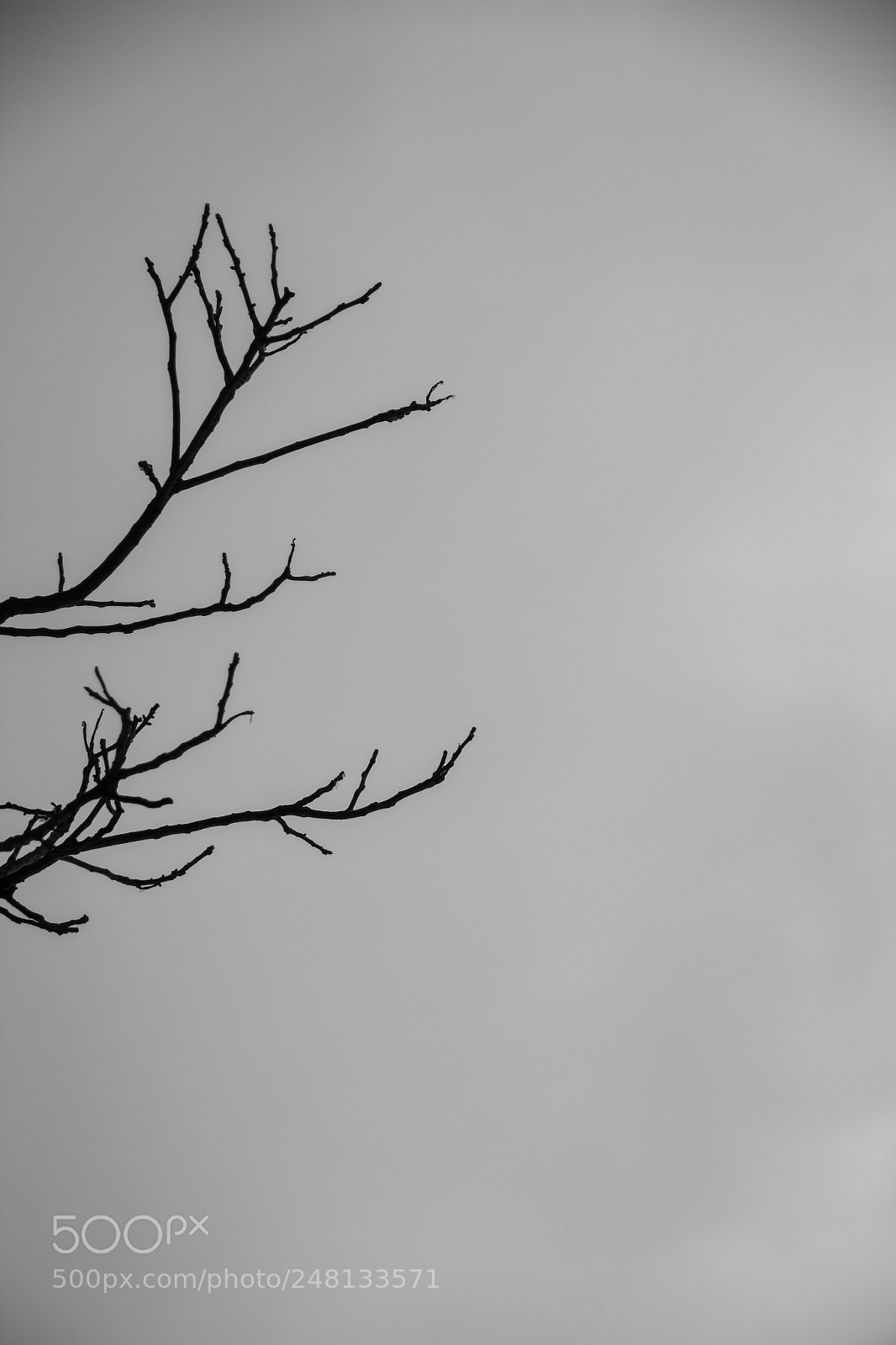 Canon EOS 60D sample photo. Branches photography