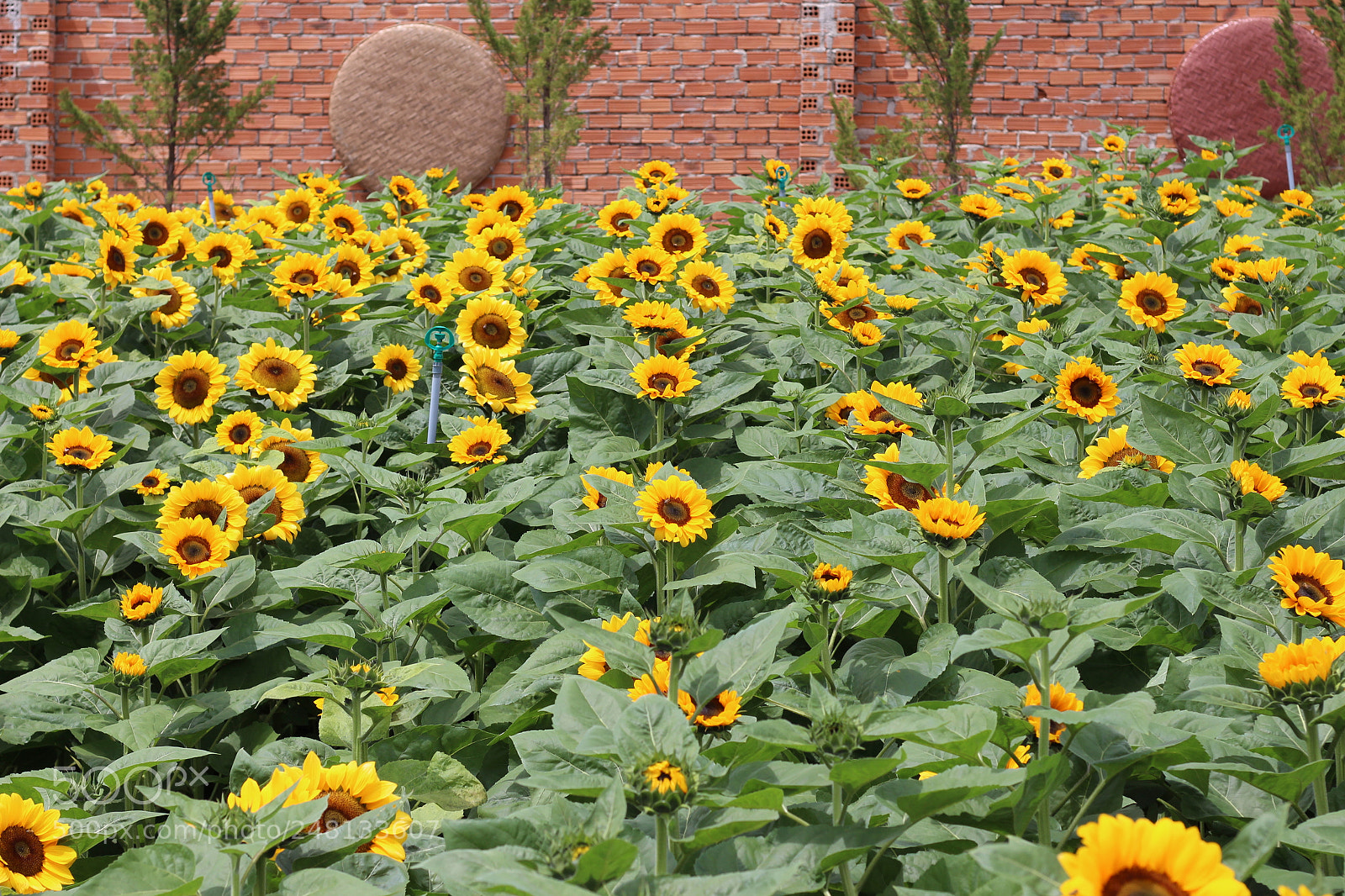 Canon EOS 700D (EOS Rebel T5i / EOS Kiss X7i) + Canon EF 50mm F1.8 STM sample photo. Img photography