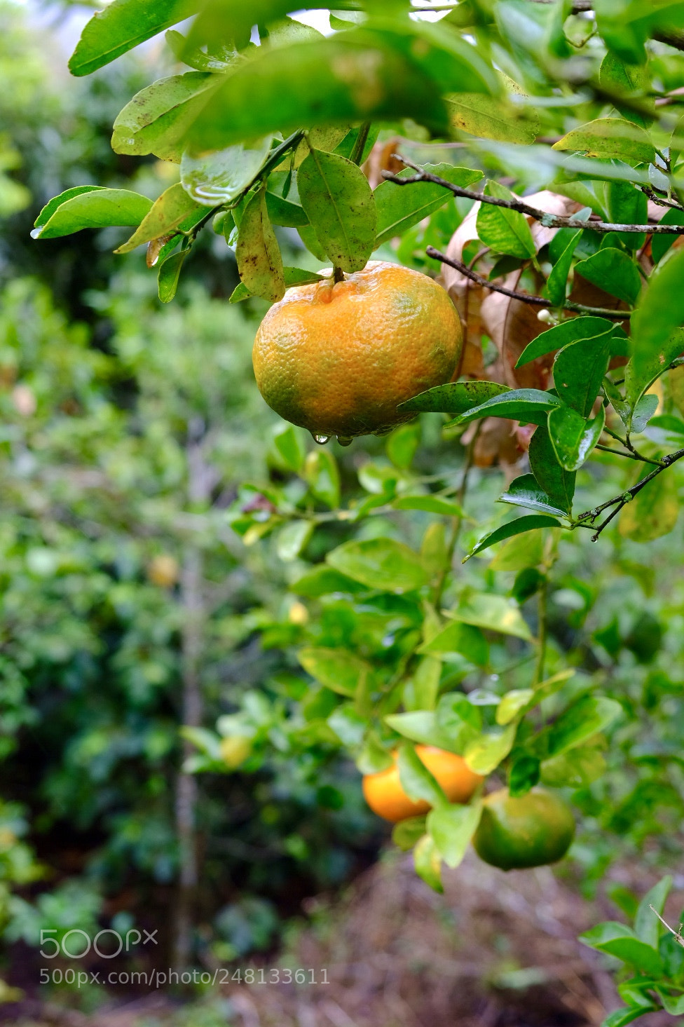 Fujifilm X-T20 sample photo. Matagalpa, nicaragua.  mandarinas. photography