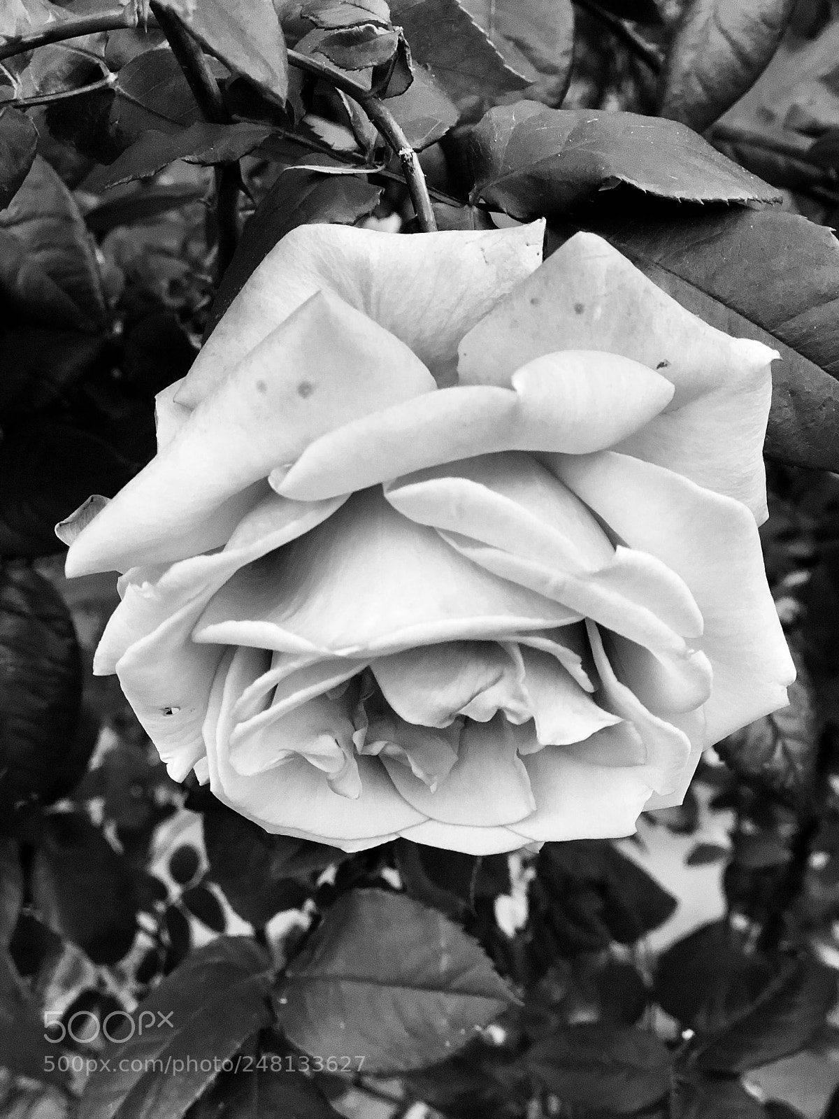 Apple iPhone 8 Plus sample photo. Black & white rose photography