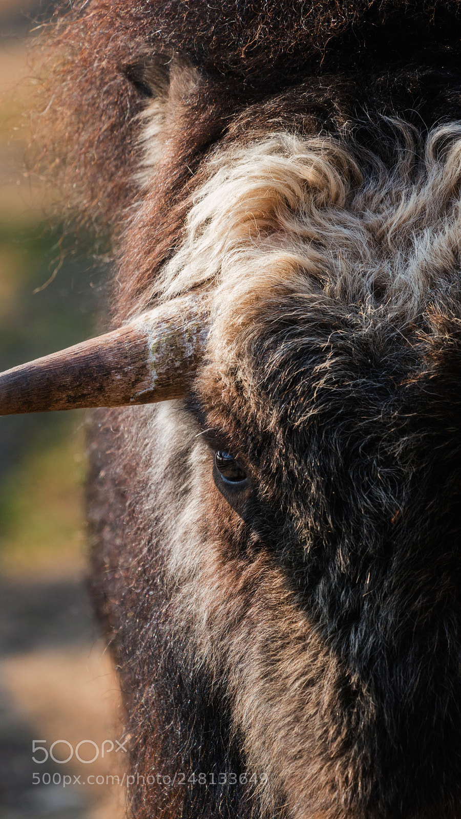 Sony a6500 sample photo. Reflection in the eyes photography
