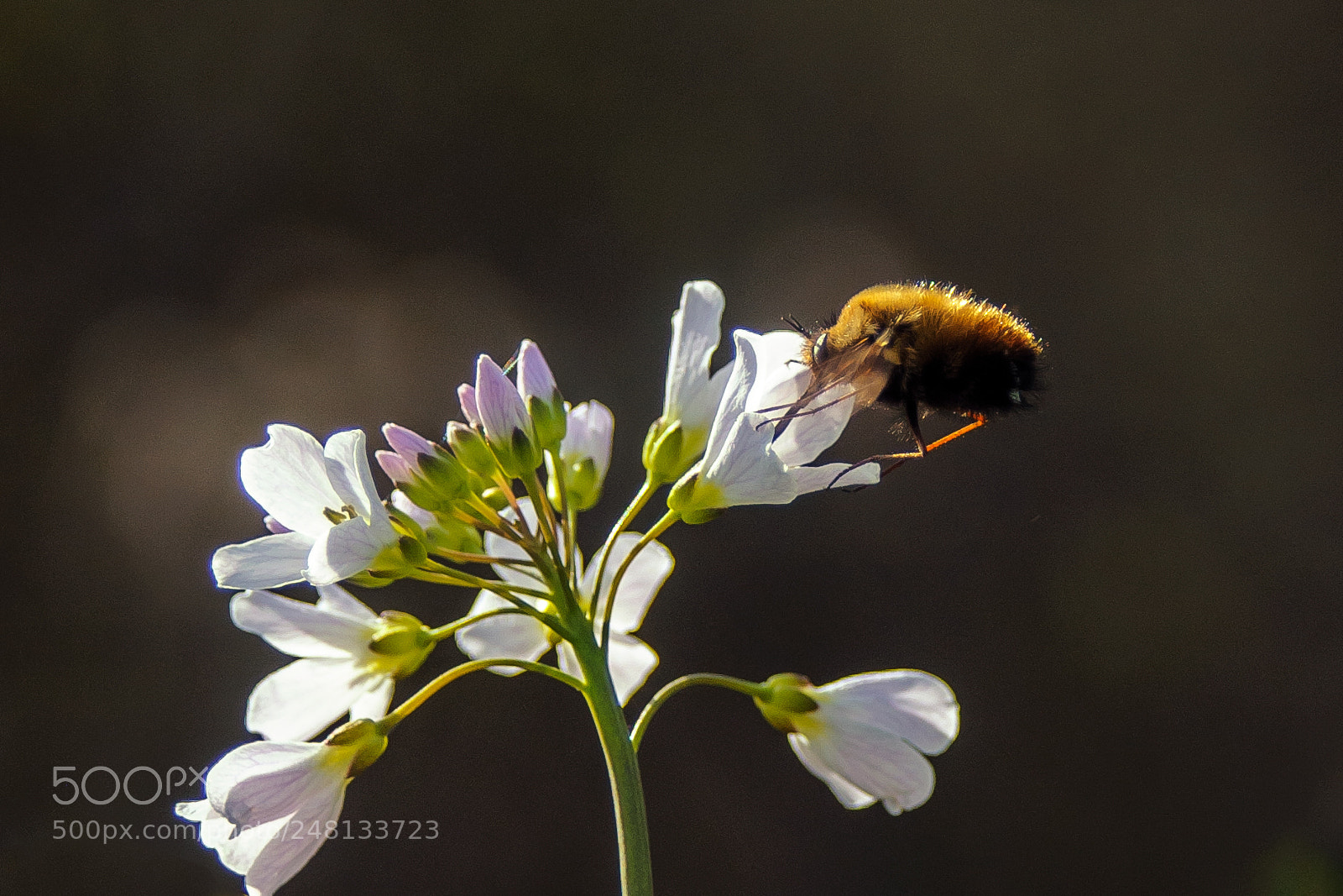 Nikon D300 sample photo. Bombyliidae fly photography