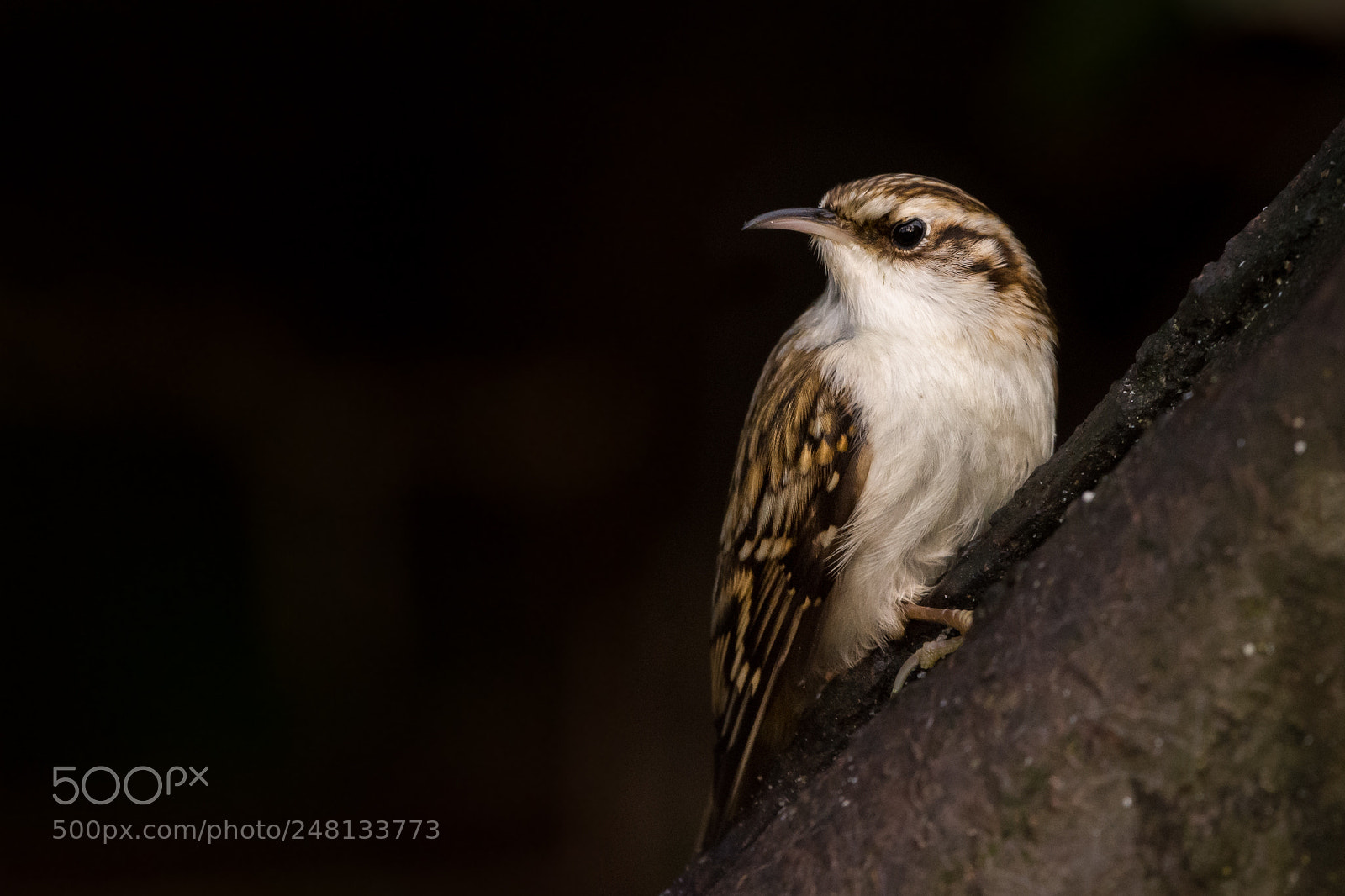 Nikon D7200 sample photo. Grumpy short-toed treecreeper photography