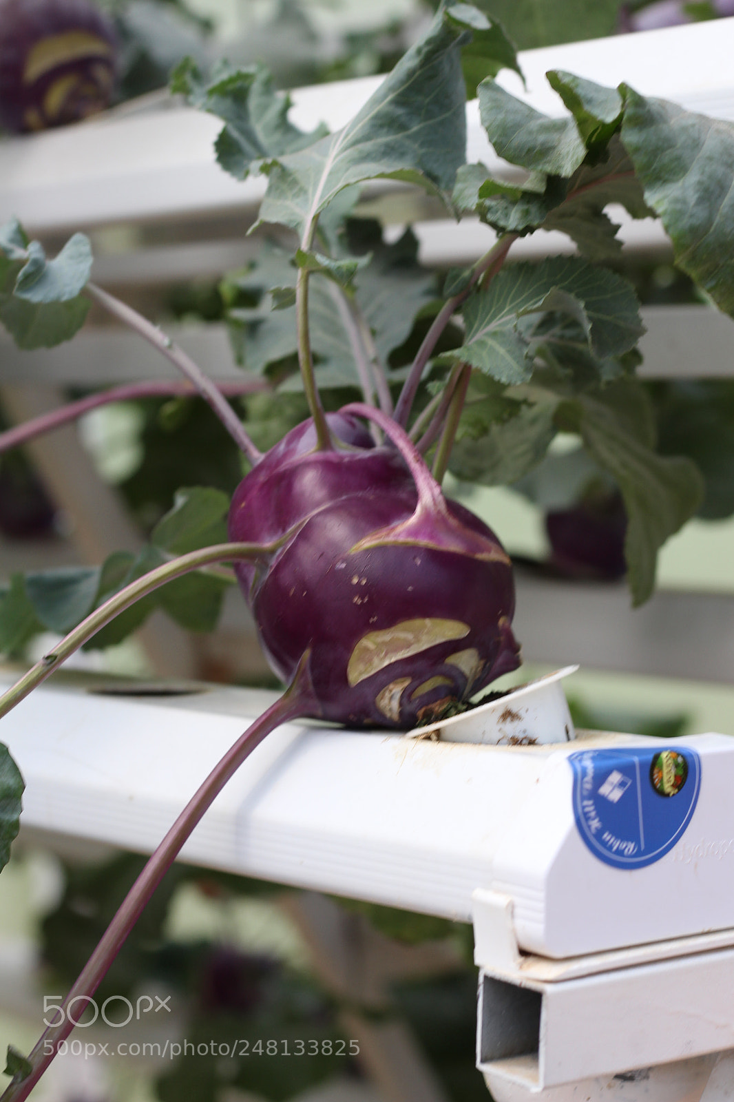 Canon EOS 700D (EOS Rebel T5i / EOS Kiss X7i) sample photo. Img photography