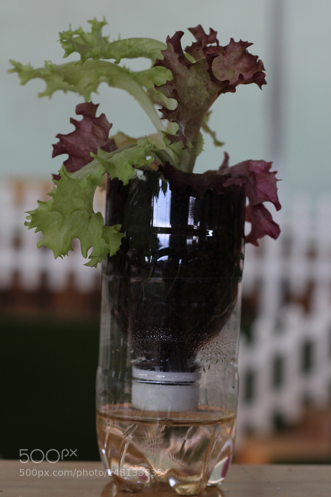 Canon EOS 700D (EOS Rebel T5i / EOS Kiss X7i) sample photo. Img photography