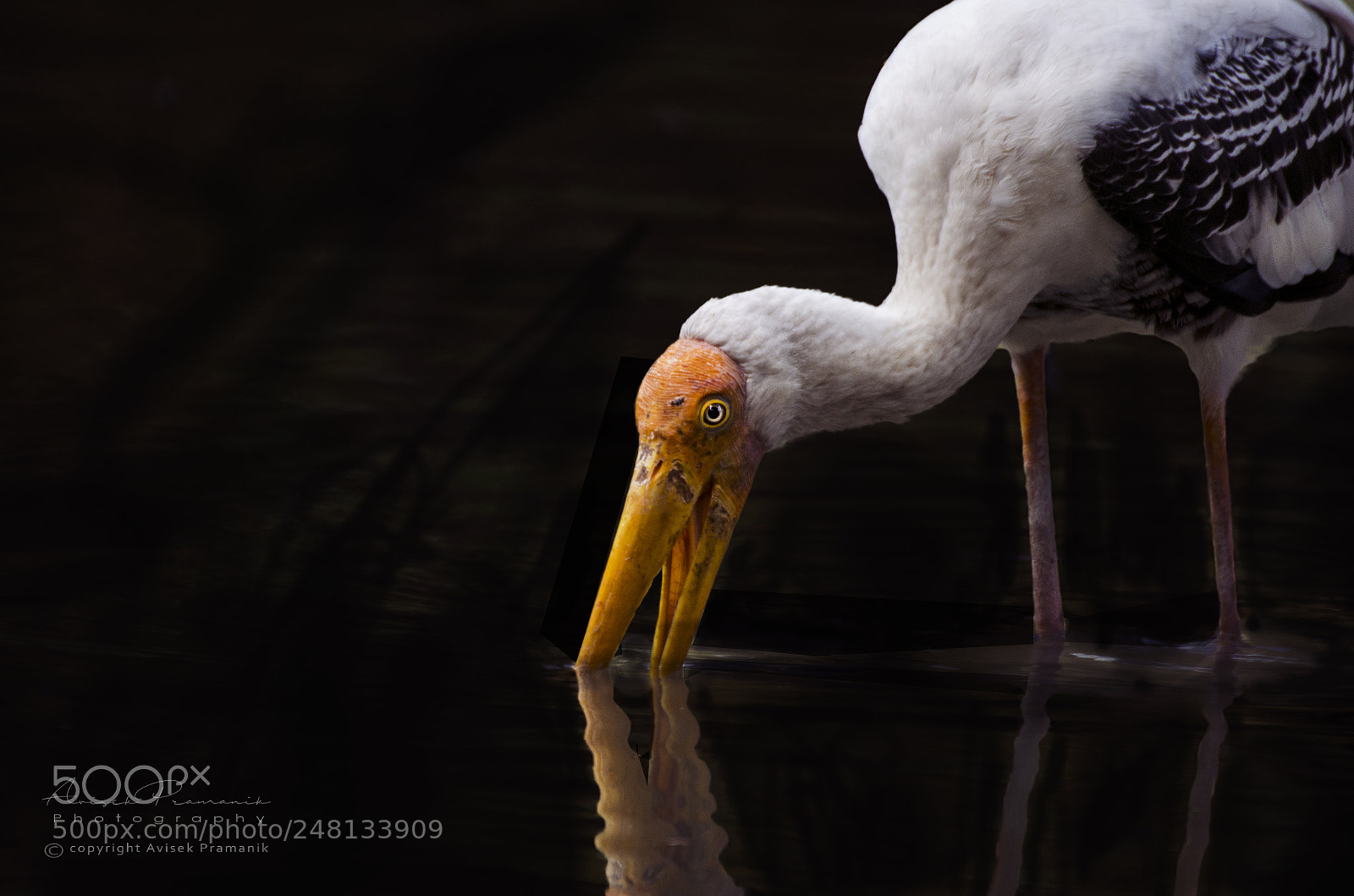 Nikon D5100 sample photo. Stork photography