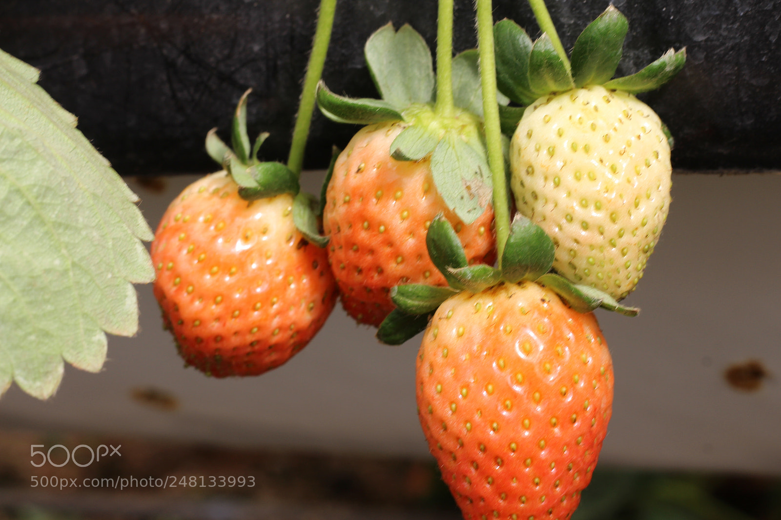 Canon EOS 700D (EOS Rebel T5i / EOS Kiss X7i) + Canon EF 50mm F1.8 STM sample photo. Img photography