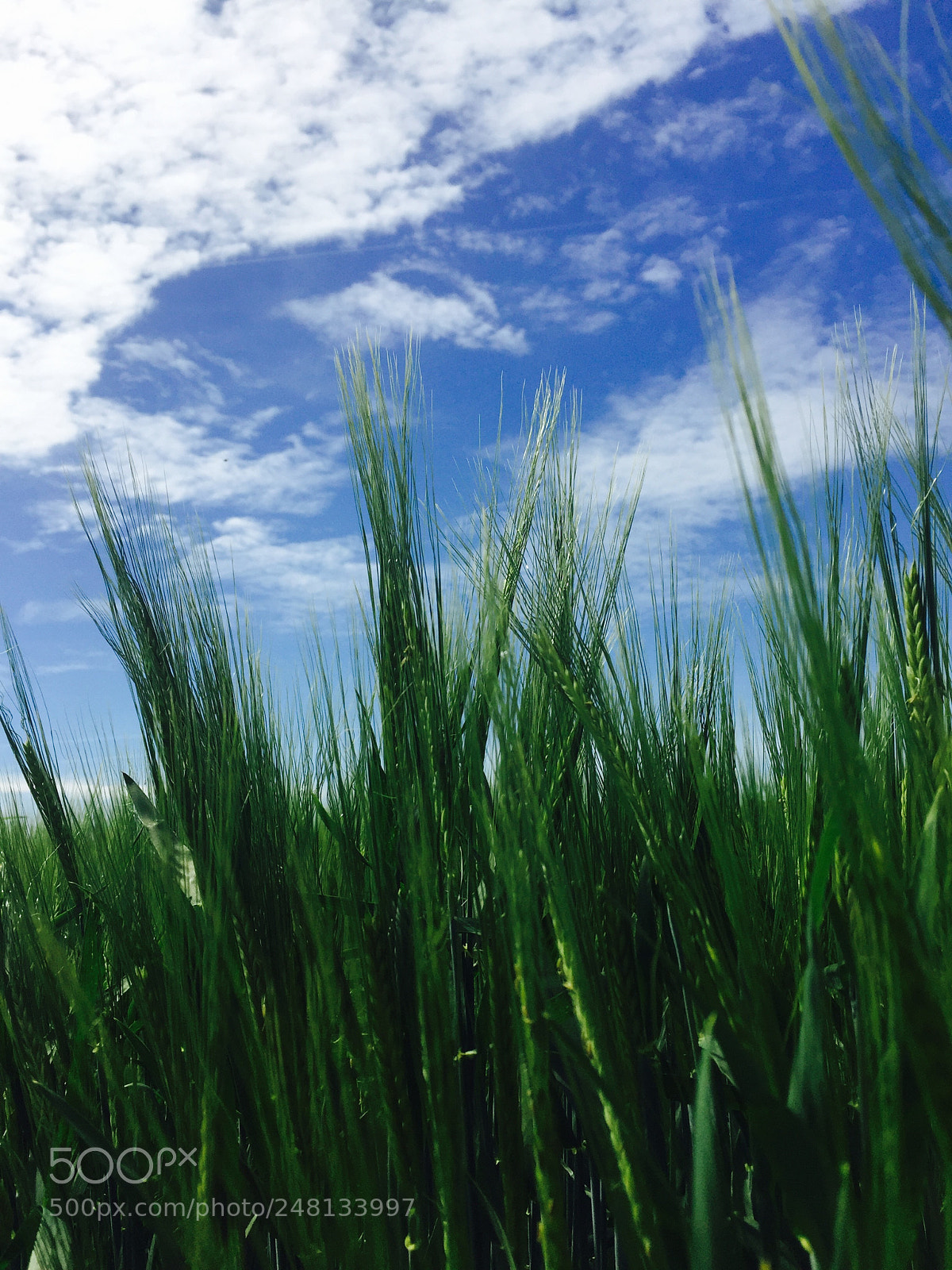 Apple iPhone 6 sample photo. The beauty farm photography