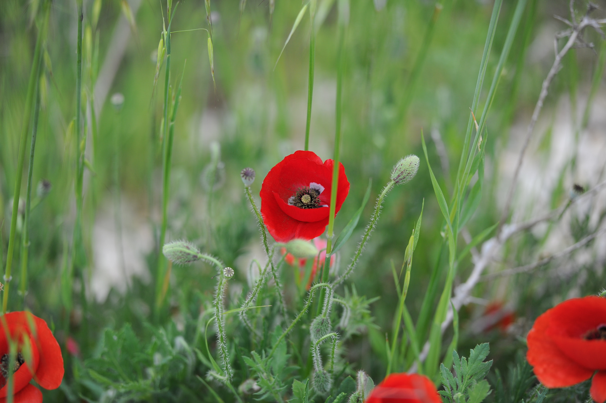 Nikon D3S sample photo. Flower photography