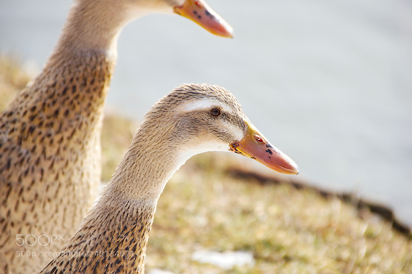 Pentax K-3 II sample photo. Likeable photography