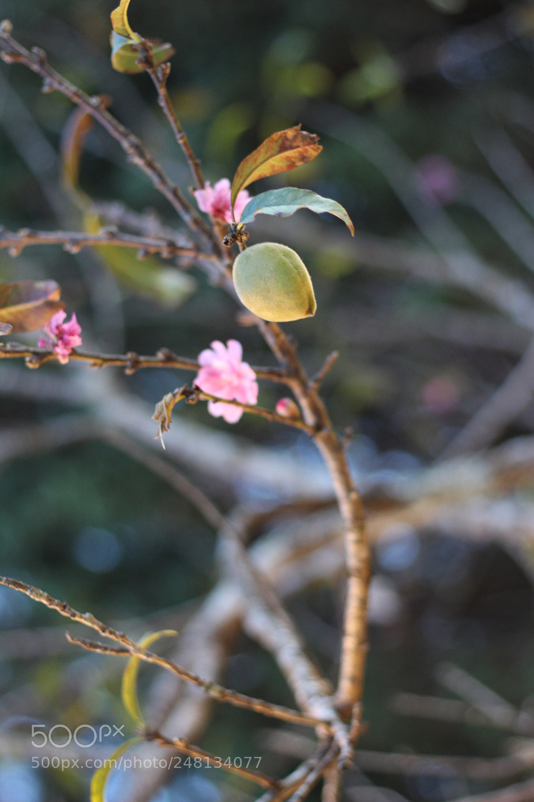 Canon EOS 700D (EOS Rebel T5i / EOS Kiss X7i) sample photo. Img photography