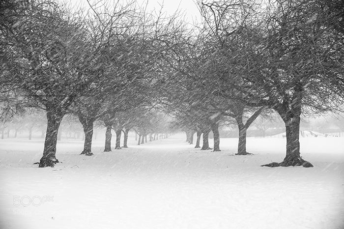Nikon D700 sample photo. Snow and trees photography
