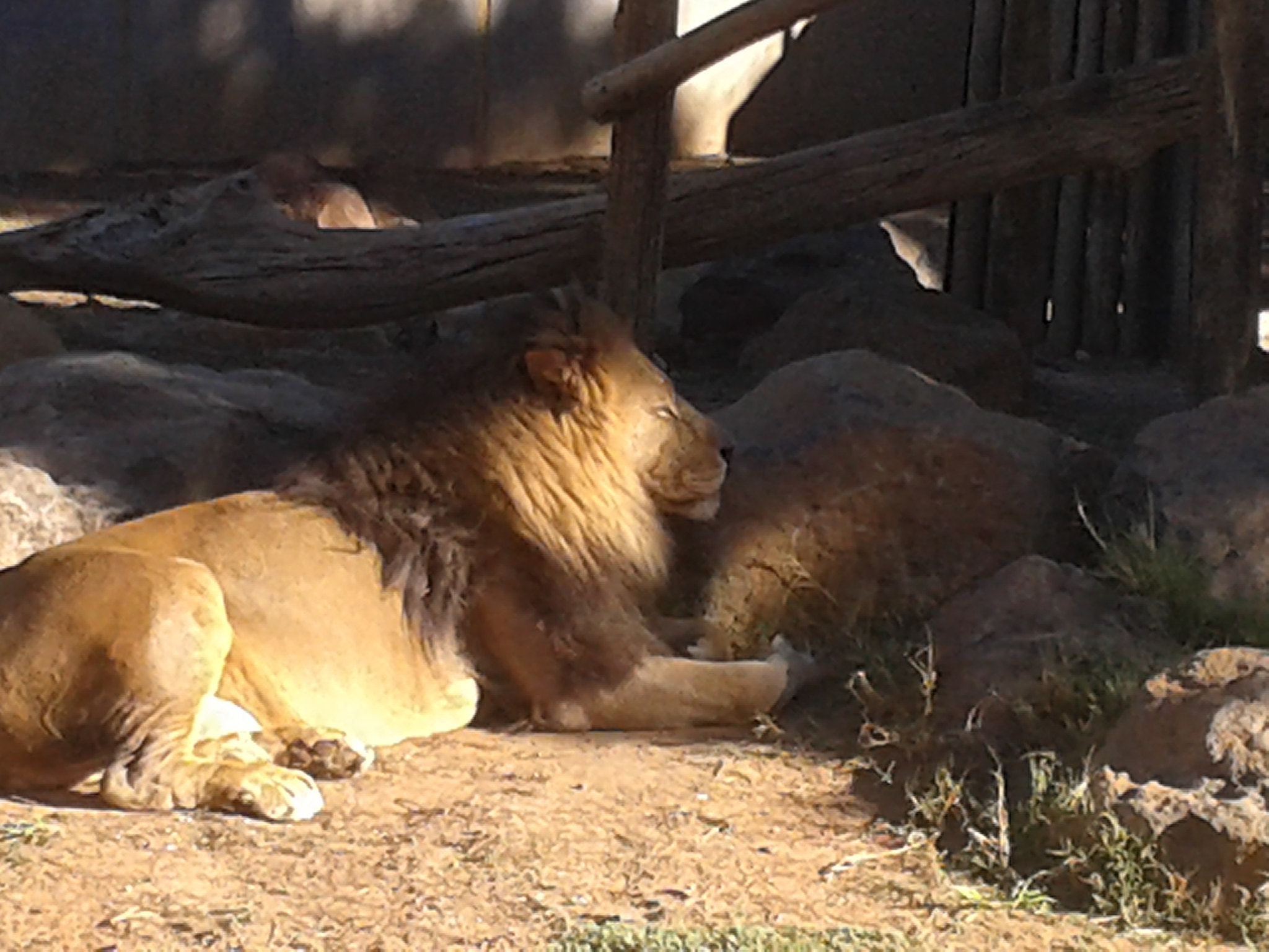 Samsung Galaxy S3 Mini sample photo. Lion photography